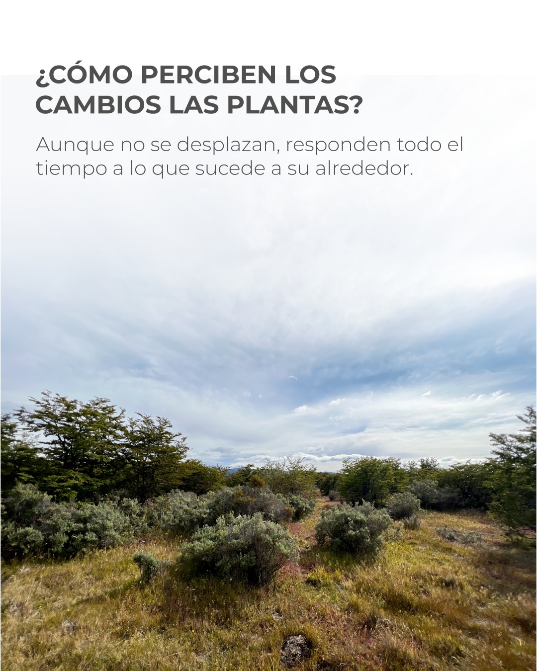¿Cómo perciben los cambios las plantas?
Aunque no se desplazan, las plantas responden constantemente a las condiciones de su entorno. La duración de la luz, la temperatura, la disponibilidad de agua y otros factores ambientales influyen en procesos como el crecimiento, la floración o la producción de semillas. A través de estas señales, las plantas ajustan su desarrollo a las condiciones que las rodean. Por eso, los cambios que observamos en la vegetación a lo largo del año no ocurren por casualidad. Son respuestas a variaciones del ambiente que permiten a las plantas desarrollar sus ciclos de vida. Cada hoja nueva, flor o semilla forma parte de una relación continua entre las plantas y su entorno.
.
.
.
.
.
.
.
.
.
.
How do plants perceive changes?
Even though they do not move, plants constantly respond to the conditions of their environment. The duration of daylight, temperature, water availability, and other environmental factors influence processes such as growth, flowering, or seed production. Through these signals, plants adjust their development to the conditions surrounding them. That is why the changes we observe in vegetation throughout the year do not happen by chance. They are responses to environmental variations that allow plants to carry out their life cycles. Every new leaf, flower, or seed is part of an ongoing relationship between plants and their environment.
#Conservacion #MedioAmbiente #RiosLimpios #Naturaleza #Patagonia #Conservation #NaturePreservation #CleanRivers #EcoFriendly #Sustainability #WildRivers #NaturePhotography #ProtectOurPlanet #GreenFuture #WaterIsLife #SaveTheRivers #Chilean