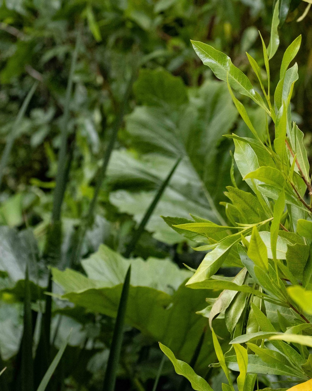 Hoy terminamos la obra y estamos muy felices de poder empezar a compartir este proyecto con ustedes y queremos empezar a hacerlo a través de algunas de las texturas vegetales que forman parte del jardín.
¿Cuántas especies logran reconocer en las imágenes?
Déjennos sus respuestas en los comentarios.
Este proyecto nos dejó muchísimo aprendizaje, trabajo y, sobre todo, muchas ganas de ver cómo el jardín comienza a hacerse suyo y a cambiar con el tiempo.
Gracias a todas las personas que hicieron posible llegar hasta aquí:
Diseño y coordinación-supervisión:
@stephkrieg.paisaje @_hey.omar @almagma04 @viingbe
Herrería:
@isaaklo94 + equipo
Plantación:
@viverosolar + equipo
@10_rivasartur
@zarzainiguez
@charlie9ramirez
Aún faltan unas macetas por llegar, pero no quisimos esperar más para comenzar a compartirles este jardín que tanto nos emociona.
¿Cuántas especies reconocen?
#arquitecturadepaisaje #jardin #paisajismo #landarch