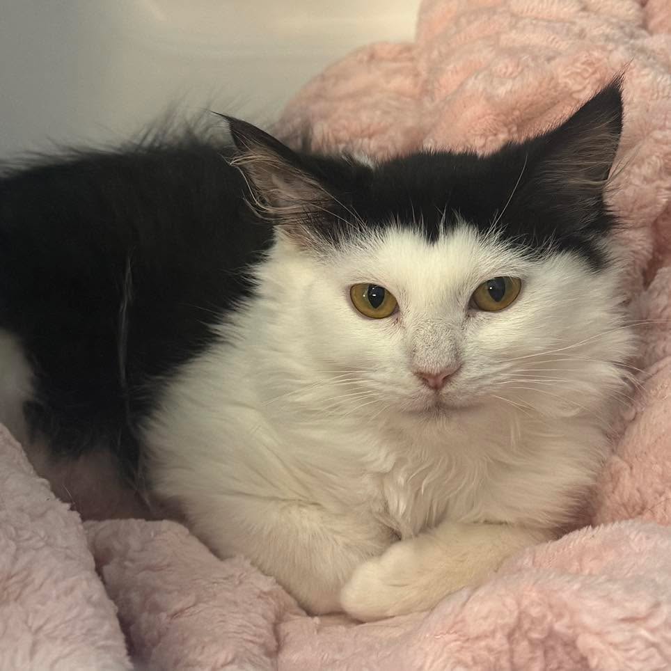Happy Saturday! 🐾☀️🎉
Cantaloupe is ready, and the Fluvanna SPCA is heading out into the community! We’ve got THREE stops today, and we’d love for you to come see us!
🙏 10 AM | Blessing of the Animals
📍 Grace & Glory Lutheran Church
683 Thomas Jefferson Parkway
Meet some animals, learn more about the FSPCA, and help support our donation drive!
🐶 11AM–1 PM | PetSmart Adoption Event
📍 PetSmart at 5th Street Station
Come meet some of our adoptable dogs and cats and learn how you can help a shelter pet find their forever family!
🏳️🌈 12:30–7:30 PM | Charlottesville Pride Festival
📍 Ting Pavilion | Downtown Mall
Stop by our booth to grab an FSPCA T-shirt and stickers, make a donation, learn about our animals, and discover ways to foster, volunteer, adopt, or get involved!
Three events, one exciting day for the animals! Come find us, say hello, and be part of the FSPCA community! 🐶🐱
#FSPCA #FluvannaSPCA #adopt #foster #communiity #getinvolved