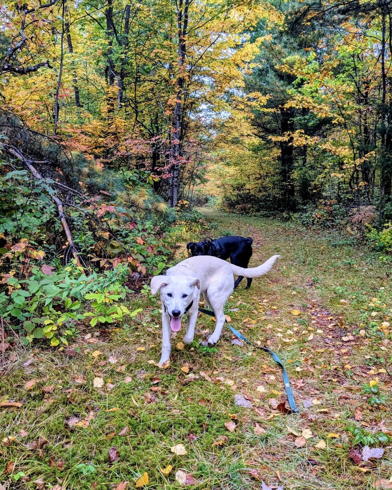 AdoptableTinker is a happy, 6 month-old boy that gets along with everyone and can’t wait to be a part of a loving New England family. He thrives with other playful dogs and is good with kids, though we'd recommend older/bigger kids since he's still working on his confidence and puppy manners. He'd love a home with a dog sibling for playtime and to learn and gain confidence from. He enjoys all toys and loves going for sniffari walks with his people. He’s ready to have a blast bringing joy and adventure to some lucky family!
Learn more about him and apply through the link in our bio...
.
#adoptablepuppy #rescuepuppy #rescuedismyfavoritebreed