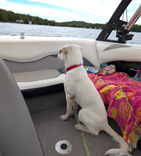 Adoptable Casper may be sad to see summer go, but at just 7 months old, he has no idea how great New England's autumn adventures, winter cuddles, and spring puddle-splashing will be with a forever family!
Casper's a happy, potty & crate trained pup that does well with other dogs. He loves everyone he meets but is still learning to keep his puppy paws on the ground when he greets them, so would be best with older/bigger kiddos. Casper is a friendly boy that’s gaining confidence everyday. He’s doing well learning leash walking and basic cues, and loves playing with chew toys! He’s ready to have a blast bringing joy and adventure to some lucky family.
Learn more about him and apply through the link in our bio...
.
#adoptablepuppy #rescuepuppy #rescuedismyfavoritebreed