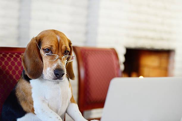 ❗️INTERNET OUTAGE ❗️
We are experiencing an internet outage this morning. Our understanding is that the outage is across the town of Perth!
Thank you for your patience while we work around this technical issue.
Our phone lines are still up and running, so please call us with any inquiries at 613-264-2689.
💙🐾