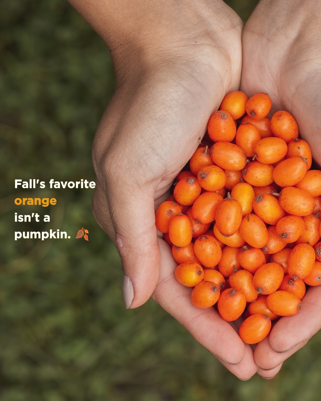 Fall's favorite orange isn't a pumpkin. 🍂
It's sea buckthorn: a small, tart, wild berry most people have never tasted.
Have you tried it yet? Tell us below.👇🏼
#SeaBuckthorn #ADrinkComeTrue #NoAddedSugar #USDAOrganic #FallFlavors