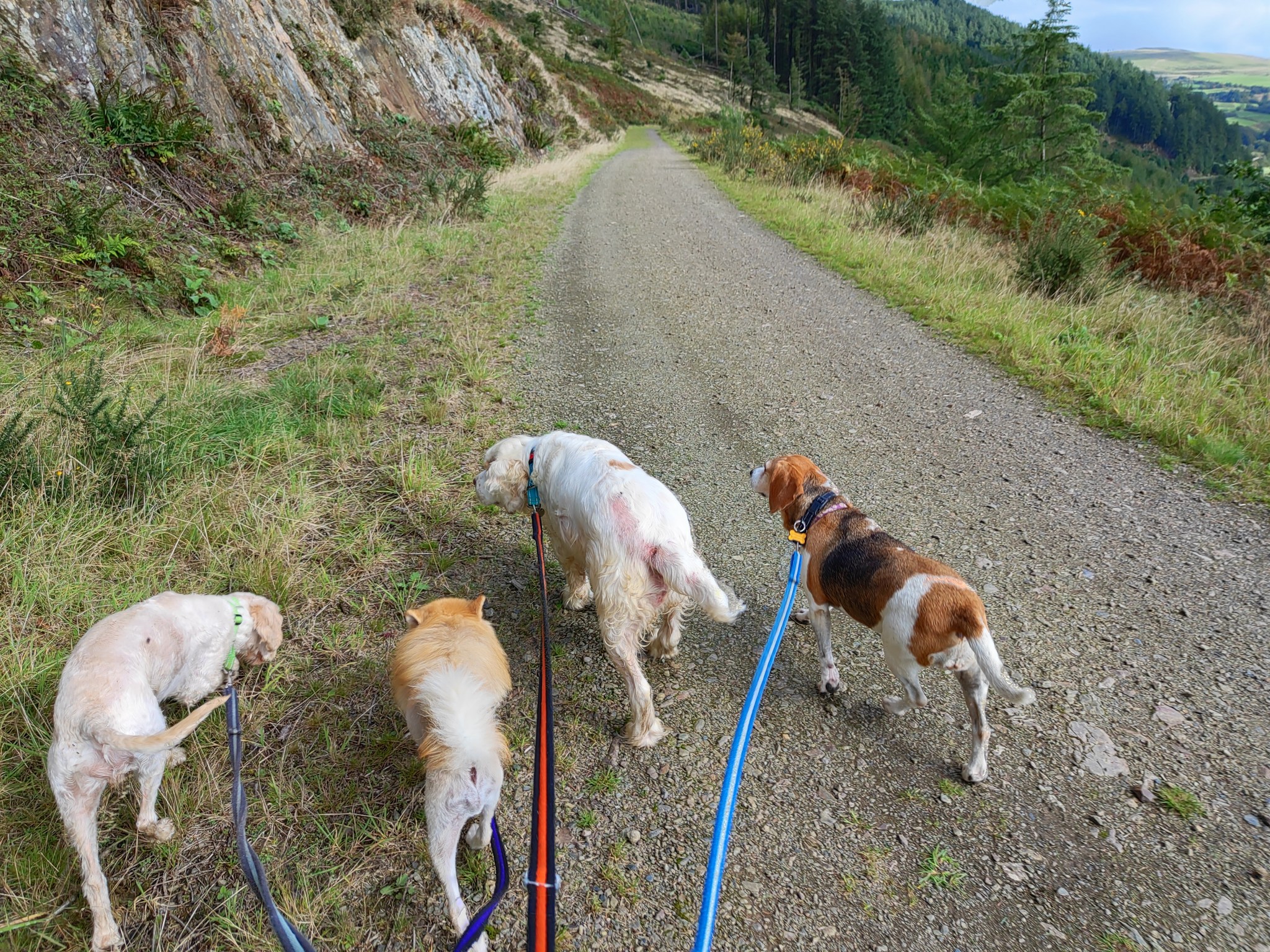 Beau, Nova, Kevin and Jessie ๐
