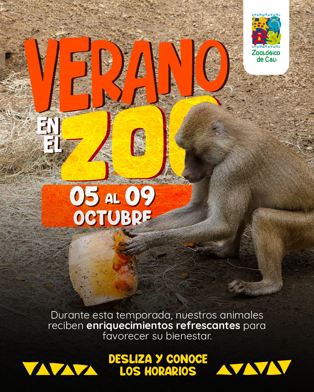🐒💦 ¡En el Zoo siempre hay algo nuevo por descubrir!
Del 5 al 9 de octubre, ven a vivir una experiencia diferente y descubre los enriquecimientos refrescantes que hemos preparado para los animales.
Durante tu recorrido podrás conocer de cerca cómo estas experiencias hacen parte de su cuidado y bienestar, mientras disfrutas de una visita diferente al Zoológico de Cali. 🌿
Planea tu visita y ven a descubrirlos. 💚
Adquiere tus boletas en www.zoologicodecali.com.co o directamente en nuestras taquillas.
#ZoológicoDeCali #enriquecimientoanimal #planesfamiliares