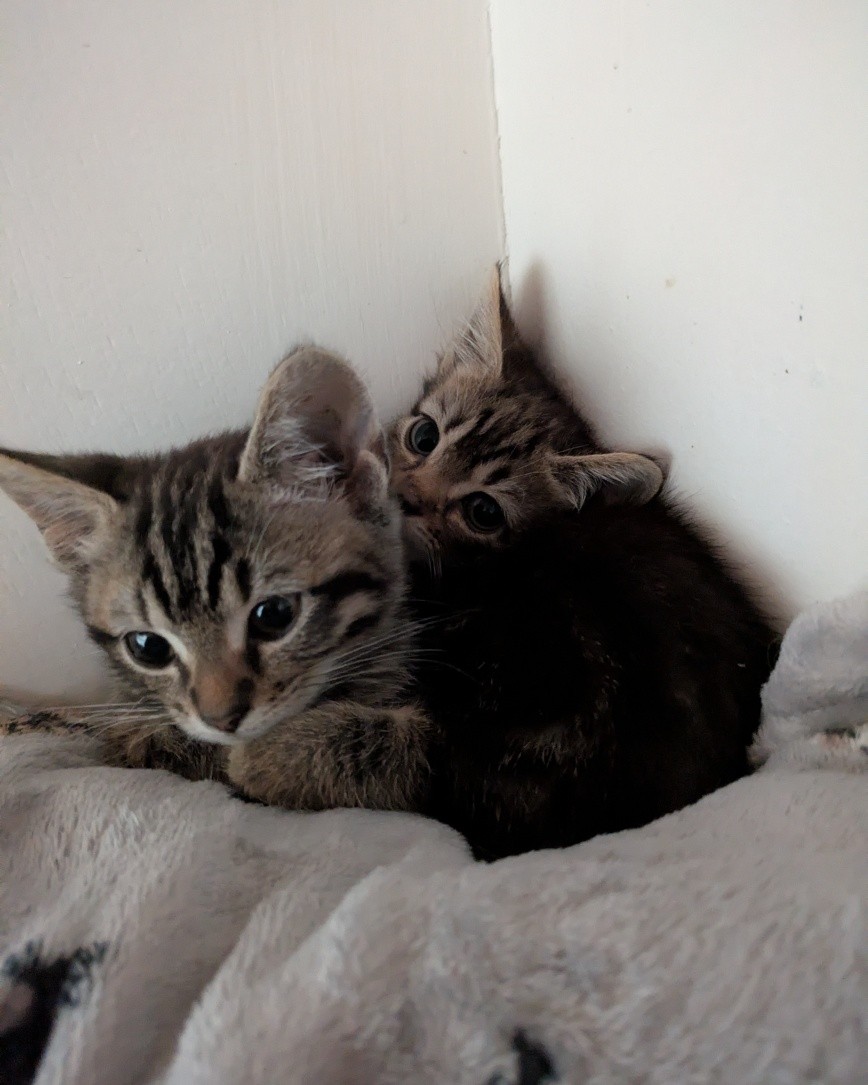 These two dear little souls came in to us yesterday - a lady heard that they were being offered for free to anyone who turned up and was rightly concerned for their welfare. We have named them Maisie and Marlow. They both need a lot of TLC, as they are underweight, and Marlow seems to be in a state of shock.
We are hoping that with the right care and support, and some to time to decompress, that they will begin to thrive.
Once they are in full health, they will be looking for their forever homes together.