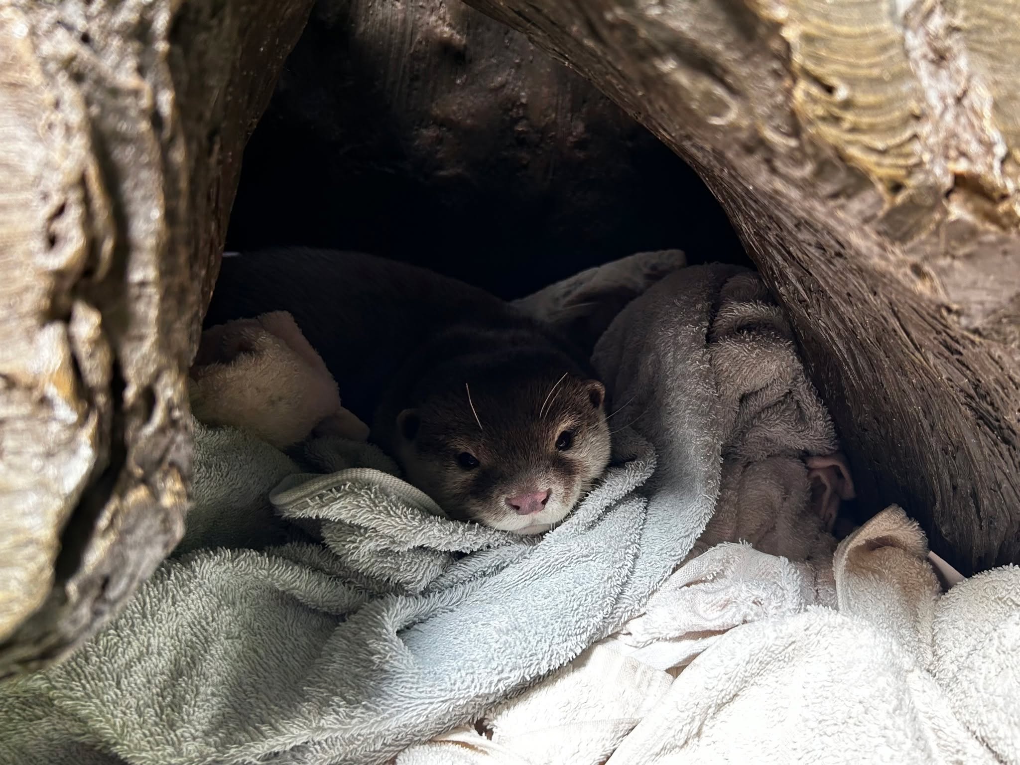皆さんこんばんは~
昨日の投稿でプチお知らせしたコツメカワウソの写真をお届け♪
こちらは妊娠の可能性が浮上している、メスのみかんちゃんです。
今は安心して出産に臨めるよう、小屋を選べるように複数用意したり、人目に付かないよう小屋の出入口を反対側に設置するなど、色々と準備を進めております。
そのため、皆さまに見ていただきづらい時があるかもしれません。
今回本当に妊娠していた場合、みかんちゃんは初産になりますので、安心して出産できるよう温かく見守っていただけますと幸いです。
そんなみかんちゃんですが、この前は大好きなタオルを沢山小屋の中に運び込んで満足げな様子でした。
その後は無防備なヘソ天寝姿まで‥・!
ぜひ今後のコツメカワウソニュースも楽しみにお待ちくださいね。