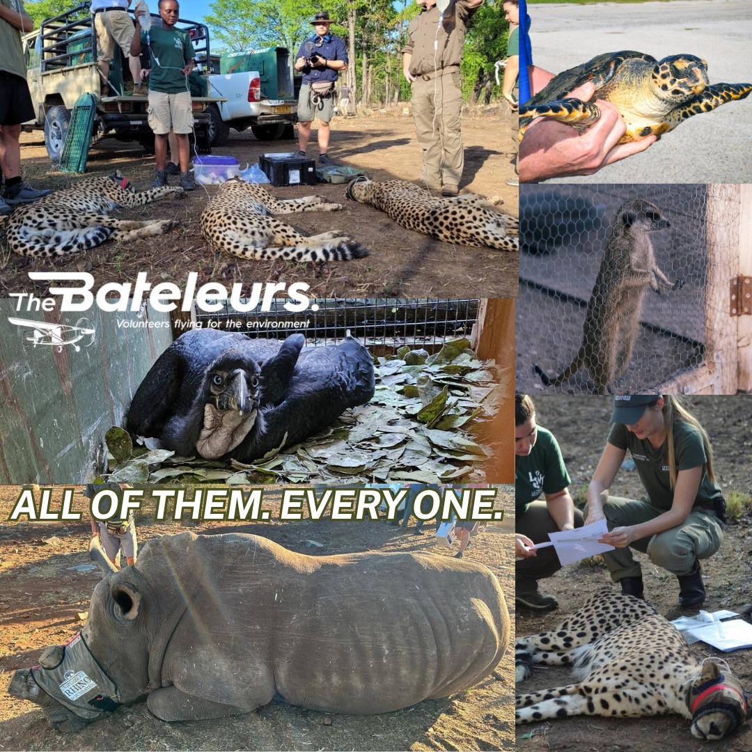 World Animal Day is this Sunday. We're not picking favourites, today, we fly for all of them.
In 27 years, The Bateleurs have supported missions involving rhinos, elephants, lions, leopards, cheetahs, wild dogs, pangolins, vultures, wattled cranes, red-billed oxpeckers, whale sharks, dolphins, and dozens more species across southern Africa.
Every one of them needed the aerial perspective at a critical moment.
Every one of them is still here, in part, because volunteer pilots chose to fly.
Support them all.
#WorldAnimalDay #AllAnimals #TheBateleurs #Conservation #Wildlife #SouthAfrica #VolunteersFlying #Section18A #AllSpeciesMatter