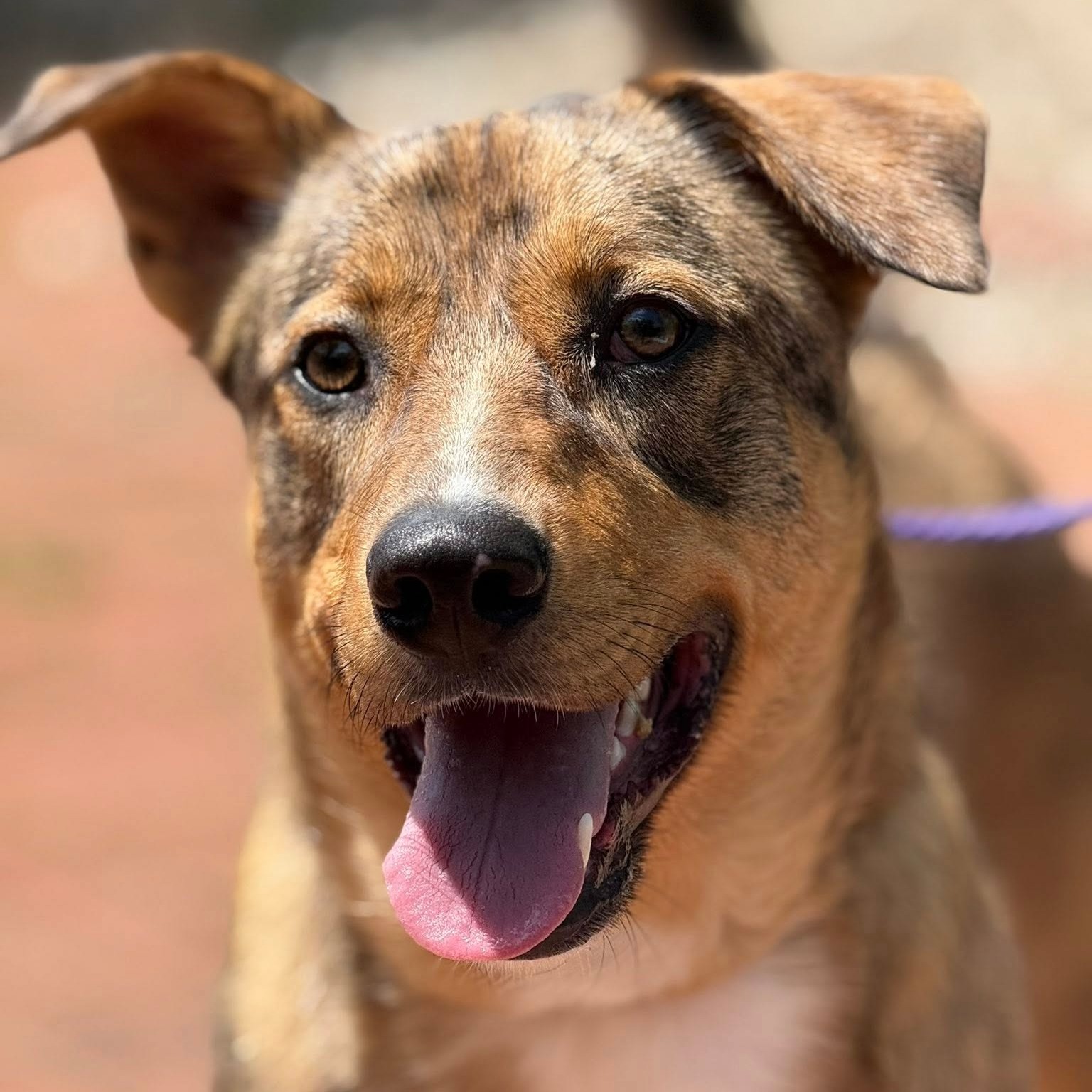 For this week’s dog of the week, we are honoring another long term resident, Barkley! "Bark" is a 2 year old Shepherd/Cattle Dog mix that weighs ~57 pounds. He has been with us for 550 DAYS and is still waiting for his forever family.
Barkley has spent several months in a foster home with one of our employees and another adoptable dog named Charlie Brown (thanks Anna!) They have become best friends and are always found on the couch cuddling with each other. He also greets his foster family with a wagging tail and smiles whenever they come home. Barkley does take some time to warm up to strangers, but don’t we all:) He is such a loving and loyal boy, we know he will love his new family with his whole heart!
Barkley is a great adventure buddy. He loves going on walks, hikes, and especially loves tug of war! He does great on the leash and is one of our best walkers! Barkley is also fully crate trained and has learned this skill while his foster mom goes to work. He has truly shown how thankful he is for a loving home and will transition nicely to another home when the time comes. We think you will fall in love with him, just as much as we have.
If you are interested in meeting Barkley or any other PPC pet, please contact us via website or call (423) 877-0738.
#adoptashelterpet #shelterdog #dogsofinstagram #dogoftheweek #dogsofinstagram