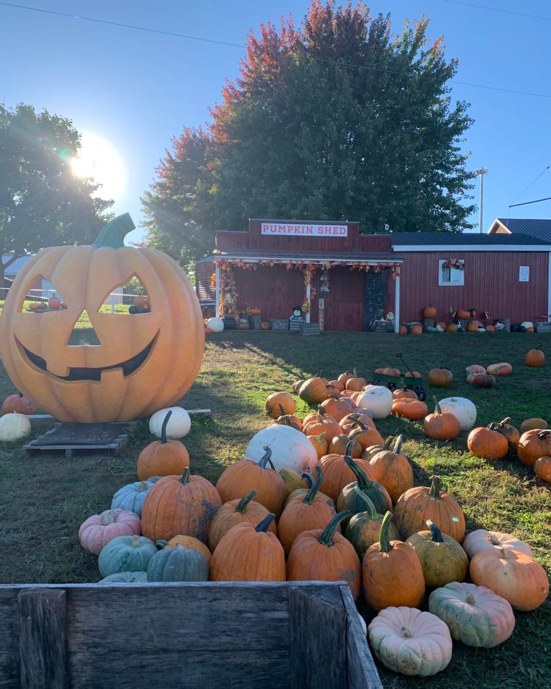 Our first OCTOBER weekend! Time is flying, the autumn colors are beginning to pop... come get your Fall fun in while you can!
🌽 Our Corn Maze + Back 40 is open Friday afternoon (12 p.m.-6 p.m., last tickets sold at 5), all day Saturday and Sunday (last tickets sold at 5 p.m. each day).
🍏Apple u-pick is going strong! Our current list is:
SnapDragon
Cortland
Nova Spy
Ambrosia
Sweet Maia
Blondee
Macintosh
Gala
Spy
Honeycrisp
Jonagold
Jonathan
Early Fuji
Empire
☕ The Bouje B coffee truck will be here again both days this weekend with gourmet coffees to enjoy with our delicious donuts… and Rise Authentic Baking Co. will be here Saturday beginning at 10 am with their gluten free, dairy free, vegan baked goods. Something for everyone!
🍕 The N.O.B. will be open for lunch, early dinner, snacks and treats from 11-5 Saturday and Sunday. This week’s specials include Smoked Beef Brisket (while supplies last), homemade Corn Chowder with Bacon, and Harvest Chips with Goat Fondue.
Our cow train is running, our baby goats are frolicking, our pumpkins are prime for picking, and so much more!
Come on out and enjoy Fall on our Farm! Check out our website to help plan your visit: https://www.schwalliers.com/plan-your-visit. See you soon!