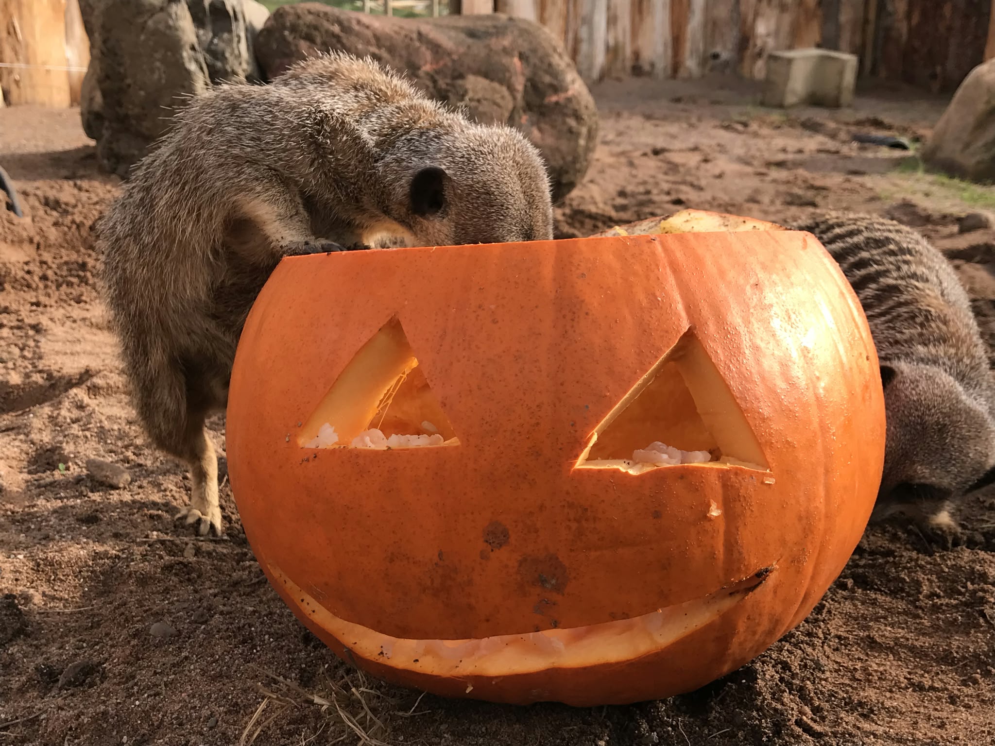 🎃 Apparently the meerkats heard there was a Halloween party coming…
…and immediately assumed the pumpkin buffet was for them.
No decoration is safe at Fife Zoo at this time of year. 😂👻