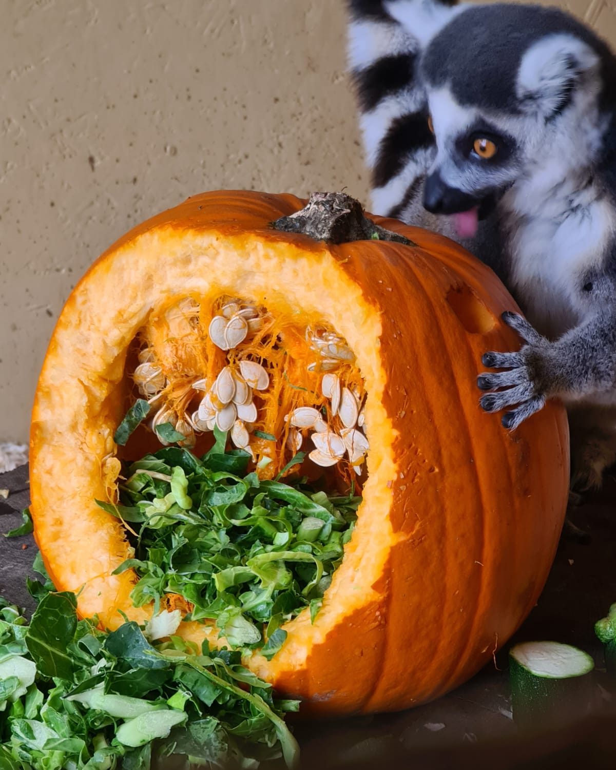 🎃 The Halloween preparations have begun…
Unfortunately, nobody told the lemurs the pumpkins were meant to be decorations.
Quality control is clearly being taken very seriously. 😂
We’re not sure this one’s going to make it to 31 October… 👻