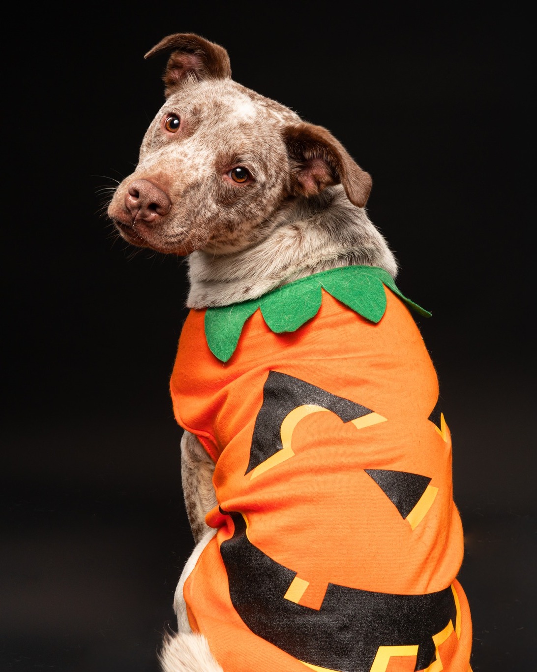 October is here, and our pets are already spookily excited about whatโs to come. Mostly because they heard โforever homeโ and have been haunting us about it ever since. ๐ป๐พ
Come meet some frighteningly cute adoptable pets tomorrow, ๐๐๐ญ๐จ๐๐๐ซ ๐, ๐๐ซ๐จ๐ฆ ๐๐ ๐๐ ๐ญ๐จ ๐ ๐๐ inside @petsmart ๐๐๐ค๐ ๐๐จ๐ซ๐ญ๐ก. Fair warning: prolonged eye contact may result in an unexpected passenger on the ride home.
Start creeping on our adoptable pets now on our website and come ready to make it official!
#AdoptDontShop #FortWorthTX #DFWPets #HumaneSocietyOfNorthTexas @petsmartcharities