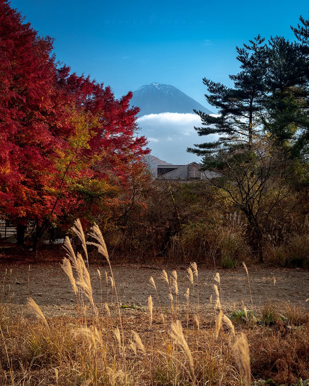 The Bashful Peak
•
Some days Fuji makes you work for the view. I waited as the clouds kept drifting across the mountain, hoping they would eventually clear, but this little glimpse ended up being the moment I liked most. Fuji almost seems to be peeking over the cloud, surrounded by deep autumn reds, golden grasses and that impossibly blue sky. Sometimes not seeing everything makes the scene a little more special. 🍁🗻
•
Swipe ➡️ for the print version!
•
@nikonjpn #nikond750 AF-S 24-70mm f/2.8 ED VR II
•
ISO 100 | f/7.1 | 1/100s
•
#AutumnInJapan #MountFuji #FallFoliage #JapanNature #LandscapePhotography #JapaneseAutumn #NaturePhotography #AutumnColors #富士山 #山梨県