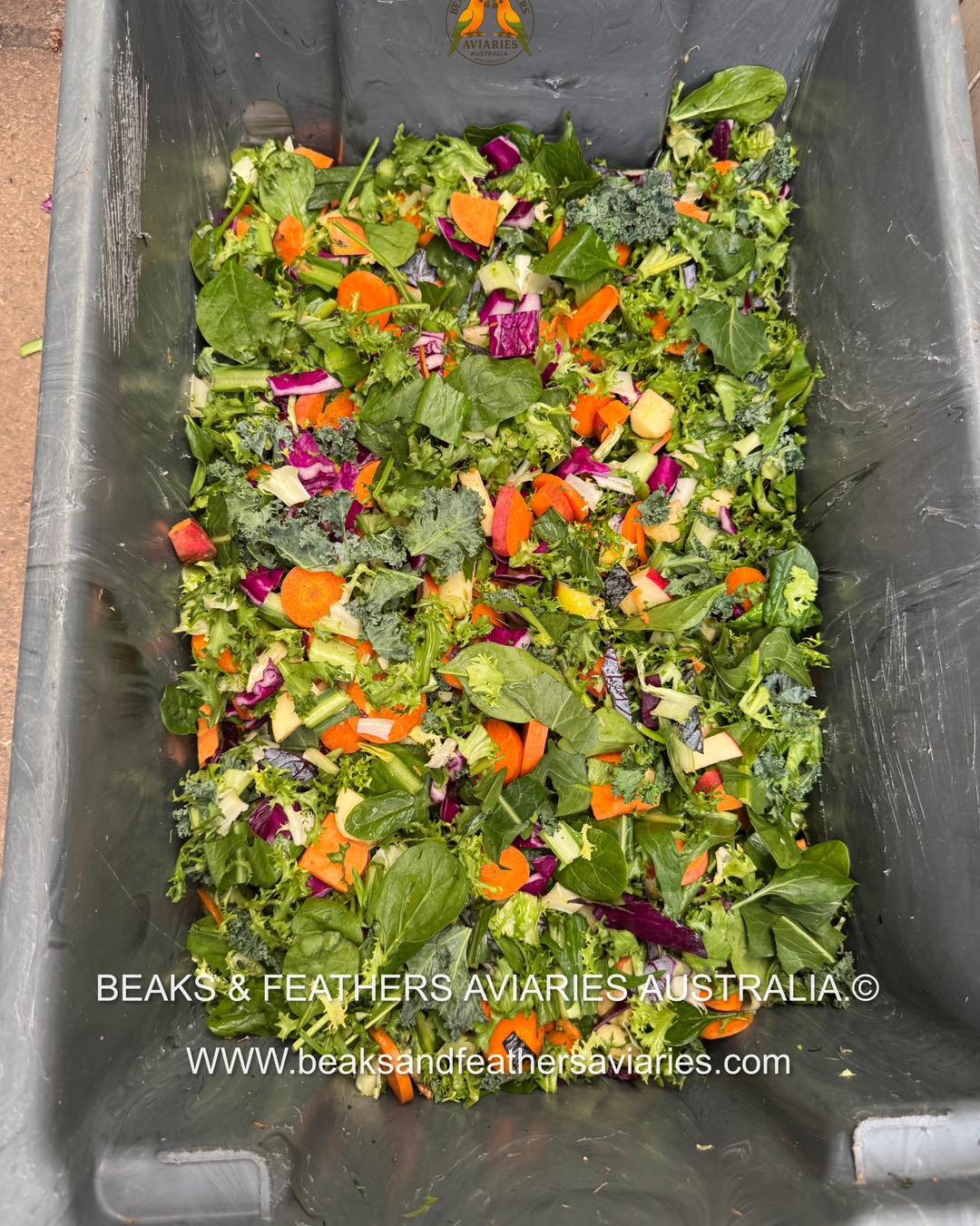 What we make for our flock for all our Conures, Caiques, and Amazons.
Made up of sprouts that we buy in bulk and mix here, fresh fruit and veggies straight the growers market #growers #growersmarket #viral #conures #sunconuresofinstagram #sprouts #sproutingseeds #parrotsnaturaldiet #beaksandfeathersaviaries