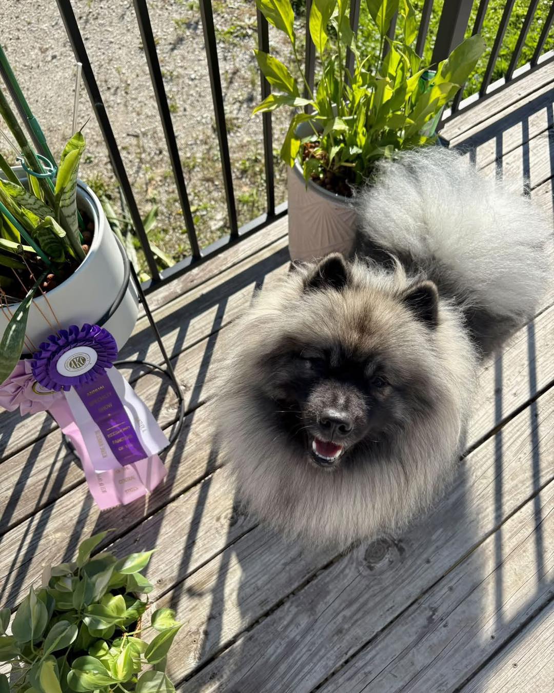 Congratulations to Shinya with the handsome Silas “Peregrine’s Root Awakening”, who now gets to add the BOSSw prefix to his name after winning best opposite in junior sweepstakes today at the KFCS specialty! Way to go Shinya and Silas!
#keeshonden #showdogsoninstagram #showkeeshond #peregrinekeeshond #keeshondsofinstagram #keeshond