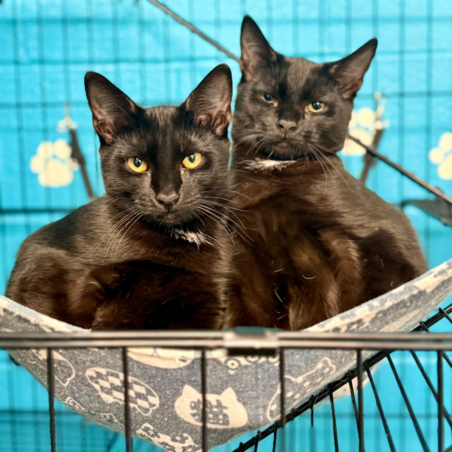 (FOSTER TO ADOPT)
Meet Red Sox & Yankees, two 6-month-old brothers who have spent most of their entire lives in our shelter. They are truly bonded, they love having each other, and the only life they’ve ever known is the shelter life.
At just six months old, they should be growing up in a home — chasing toys, finding sunny windows, getting spoiled, and falling asleep surrounded by lots of love from a wonderful family and household. 🥺❤️
We would love nothing more than to see these two boys find a loving home together where they can finally experience what it means to be someone’s family. Come on by and meet these two sweethearts and do not forget, they are apart of our name your price adoption special! 🐾
#adoptdontshop #FSPCA #adoptdontshop #bondedpair #baseball