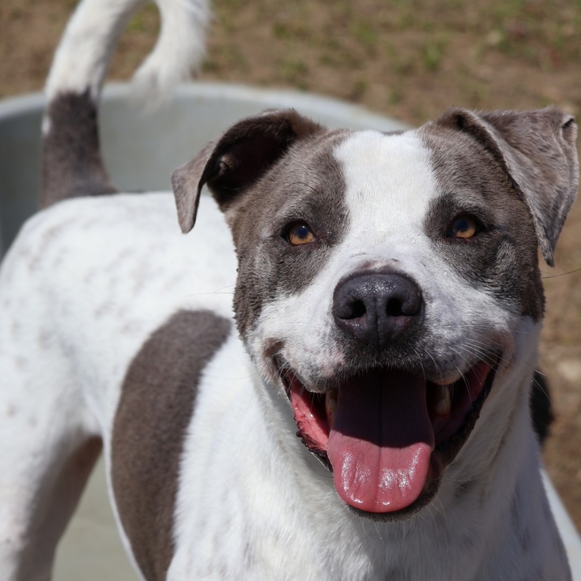 📣 SPECIAL ASK 📣 We need your help! One of our long-stay animals has been waiting far too long for their chance, and today we’d like to give him a spotlight. Meet Kyle 💙
Kyle has been with our shelter since May 2, 2024, and he deserves so much more than the hand he's been dealt. He’s:
🐾 Potty trained
🎾 Obsessed with fetch, toys, treats, and chews
🚶♂️ A great walking buddy
Kyle thrives on structure, love, and playtime. He needs to be the only pet in the home and would do best with older kids or teenagers. No little ones, please.
We need YOUR help to get his story out there. Whether it's:
🔁 Sharing his story
🐾 Giving Kyle an afternoon out of the shelter
🏡 Or being his foster or forever home...
Every little action counts. Let's show Kyle the power of community and help him find the love he deserves! Please email adopt@dfwhumane.com for more information or planning a time to visit with Kyle.
📧 Interested in adopting? Email: adopt@dfwhumane.com
📍 4140 Valley View Lane, Irving, TX 75038
🕐 Hours: Tues–Fri 11am–6pm | Sat 10am–5pm