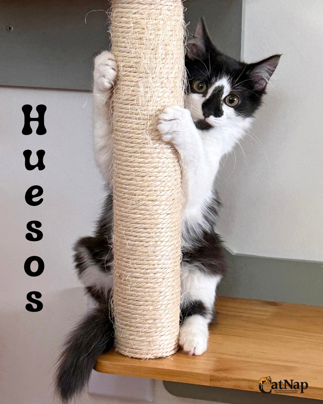 Huesos is #ADOPTABLE from Bosley's Bowen Road, Nanaimo
Male, domestic long hair, black & white, black chin
Huesos is the sweetest little boy—gentle, happy, and full of quiet charm.
He may be a little shy at first, but his big purrs are a dead giveaway that there’s a whole lot of love behind that cute little skeleton mask.
Huesos adores other cats and is best suited to a home where he’ll have a feline friend to play and cuddle with.
He was found on a farm with his sister Huesos and is still getting used to all the sights and sounds of family life.
He may need a little gentle encouragement and patience as he settles in, but that patience will pay off with tons of love in return.
Huesos is looking for a patient home wo will help him feel safe and comfortable while getting to all the new smells, sounds and people in his new home.
To help Huesos settle into a new space, we recommend starting him off in a smaller safe room so he can adjust gradually and feel safe. Reading the “Rule of Three” document included with the adoption resources will help you help Huesos settle in.
#Compatibility
Cats: Yes
Dogs: Unknown, Huesos did not meet dogs while in CatNap’s care.
Kids: Yes, older kids who want to play and spend time with Huesos to help him settle in.
#Age
Estimated age: 12 weeks
#Veterinary #Information
• Huesos has been neutered
• Vaccinated for FVRCP and Feline Leukemia
• Microchipped
• Deflead and dewormed
• Six weeks of pet insurance
• Health record card
• Specific diagnostic testing may also have been done as each cat's health may warrant while in CatNap's care. Should you wish to have more detailed information before submitting an application, please contact adoptions@catnapsociety.com
CatNap's Adoption Fee for Huesos is $450
Please note: Only in person applications are accepted at the adoption centre after meeting Huesos.
ONLY APPROVED APPLICANTS WILL BE CONTACTED