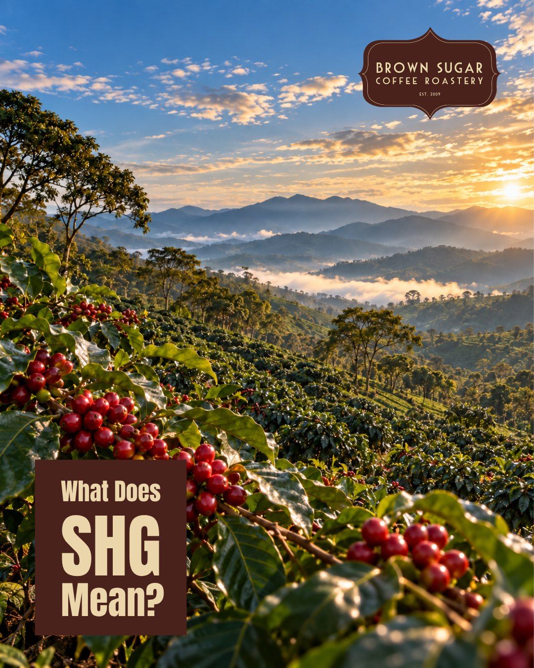 You've seen "SHG" on specialty coffee bags. Here's what it actually means...
SHG stands for Strictly High Grown. It's a grade designation that tells you the coffee was cultivated above 4,500 feet. Our new Honduras is SHG EP Plus, which adds an "European Preparation" standard: the green beans are hand-sorted to remove defects before export.
Why does elevation matter? We've covered this before...cooler temperatures at altitude slow cherry ripening, giving more time for sugars and complex flavor compounds to develop. SHG is essentially a shorthand for "this bean had time to become interesting."
The "Plus" in EP Plus means the sorting standard exceeds the baseline EP requirement. More hand selection. Fewer defects. A cleaner, more consistent cup.
Now you know what you're reading. 🤎
#GroundsForCuriosity #CoffeeEducation #SHG #DidYouKnow #BrownSugarCoffeeRoastery #ReadTheLabel #SingleOrigin #WyomingRoasted