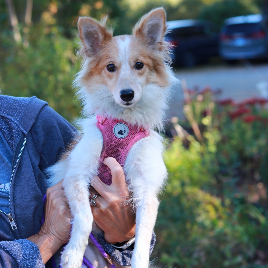 Mollie’s story began with a rough chapter, but this 2-year-old Shetland Sheepdog is ready for her happy ending! Originally purchased from an Amish breeder, her previous owner didn't realize Molly was pregnant. Once her puppies were born, the family kept the pups and surrendered sweet Mollie.
Despite a tough start, she is a high-spirited, active, and energetic girl who embodies everything people love about Shelties—smart, playful, and full of life. She will make an incredible adventure buddy, agility prospect, or active family companion.
Molly is 13lbs, spayed, and fully ready to head to her forever home.
Meet her at PawSafe Animal Rescue, 348 Old Colony Rd, Eastford CT
Wed 4-6:30/Thurs 10:30-12:30/Sat & Sun 11-1