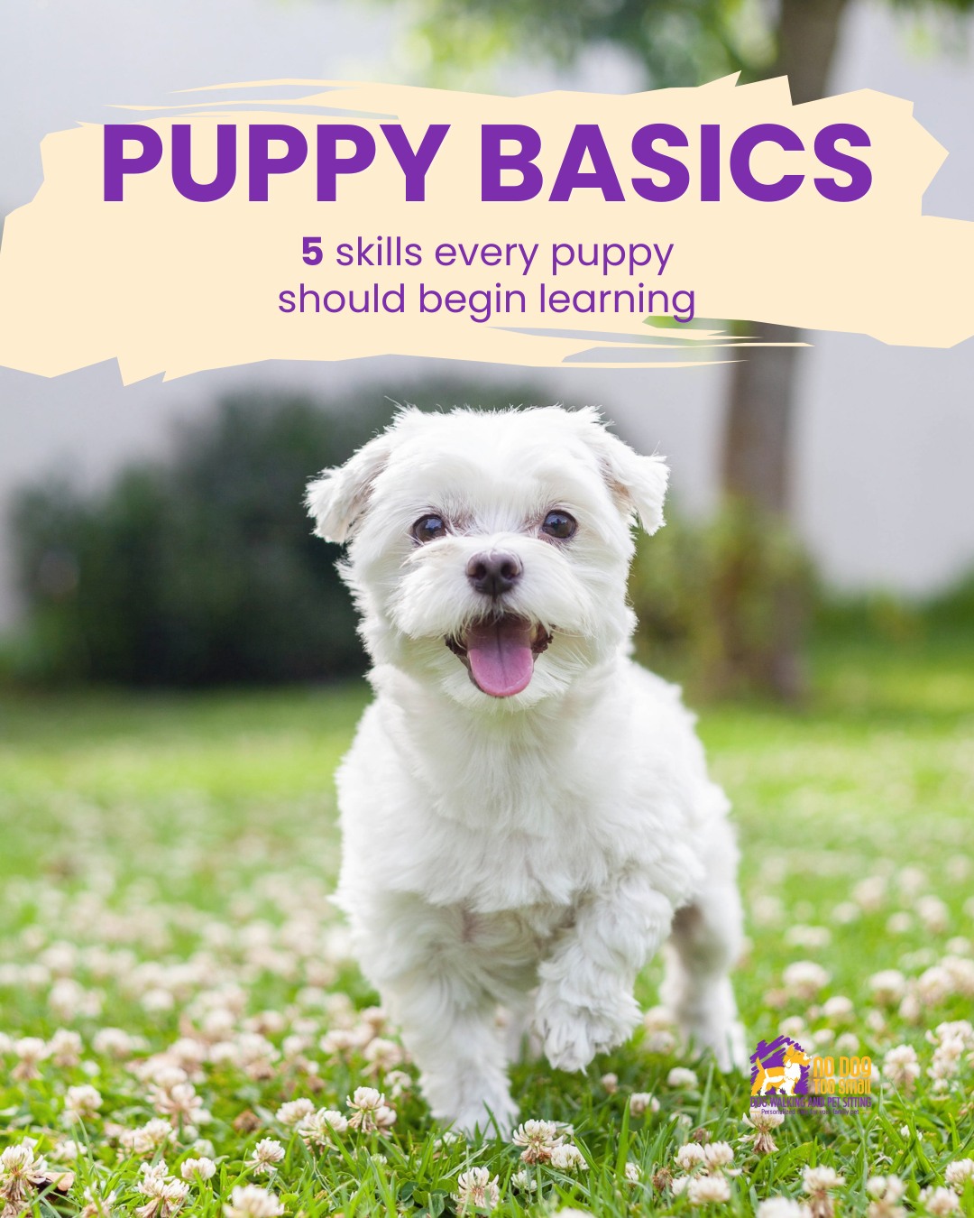 🐶 Puppy Basics: 5 Skills Every Puppy Should Start Learning
Puppyhood is the perfect time to build positive habits and confidence. 🐾❤️
Here are 5 important skills to start practicing:
1️⃣ Name recognition — Help your puppy learn to respond to their name.
2️⃣ Sit — A simple foundation for calm behavior.
3️⃣ Recall — Teach your puppy that coming back to you is rewarding.
4️⃣ Calm greetings — Encourage polite and relaxed interactions.
5️⃣ Leash skills — Build positive walking habits from the beginning. 🐕🦺
Remember: small lessons today can create big skills tomorrow! ❤️
Need help getting your puppy started? We’re here to help. 🐾
🌐 www.nodogtoosmall.com
#PuppyTraining #PuppyBasics #DogTraining #PuppyTips #DogParents #WinchesterMA #NoDogTooSmall