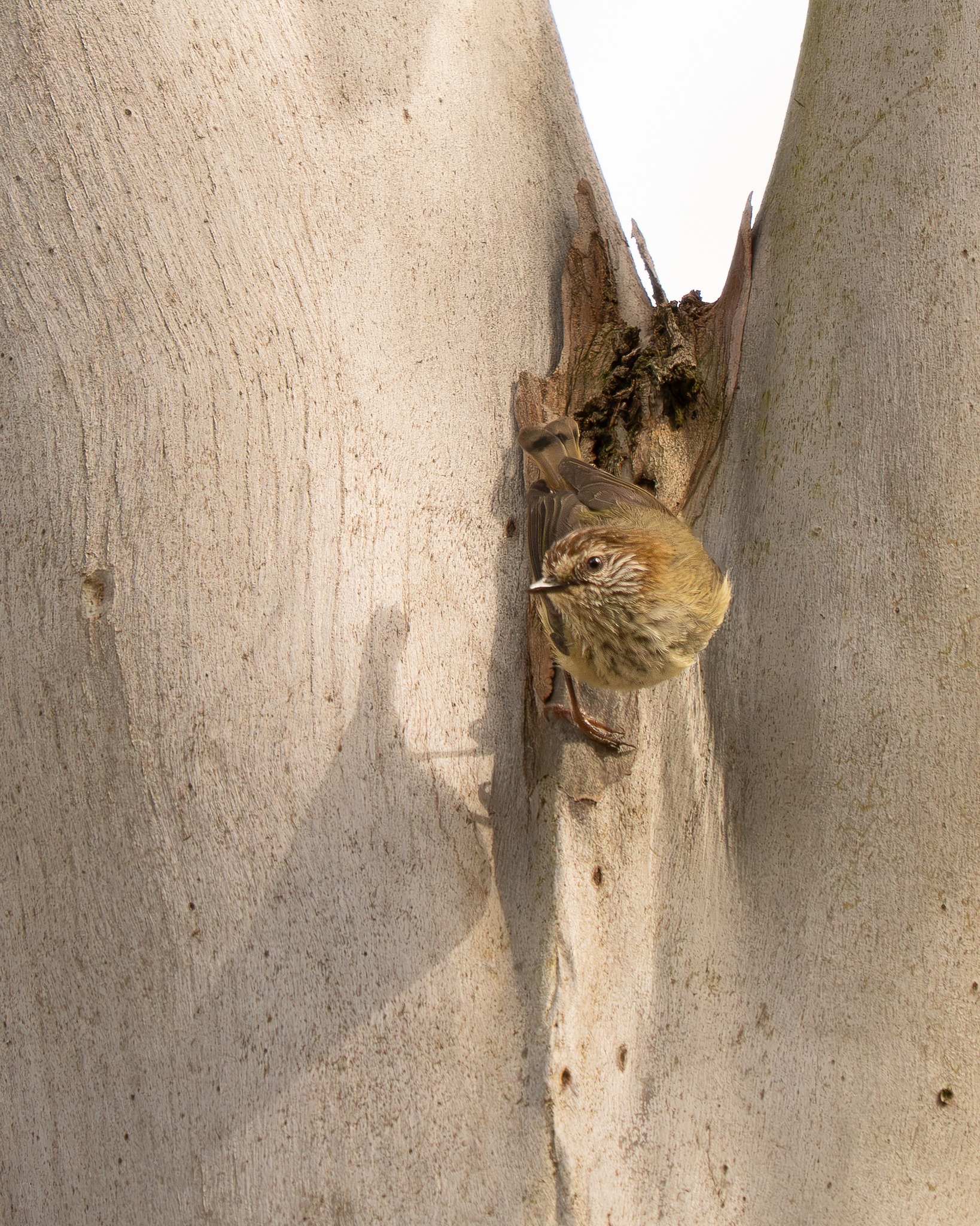 Me ... and my shadow 😄 🎶 Zippy little Brown Thornbill #birdphotography #nuts_about_birds #birdsofaustralia