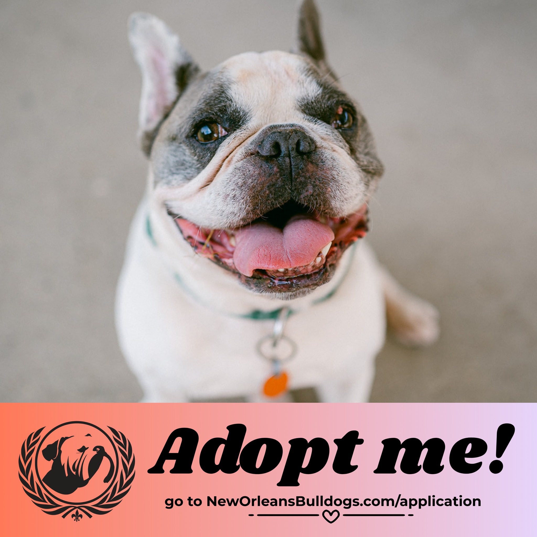 Meet Taz! ❤️🐾
We truly cannot believe this funny, feisty old man keeps getting overlooked! Seriously, what are you waiting for?!
Is it his age? Because if so, Taz certainly isn’t worried about it. 😂 He’s 11 years old, but you wouldn’t know it by watching him chase squirrels, play with his toys, and even play basketball! 🏀🐿️ Taz is out there living his best life, and he clearly didn’t get the memo that he’s supposed to slow down just because he’s a senior.
So why should you worry about it?!
Taz is a gentle, playful, well-mannered guy who is house-trained, crate-trained, and friendly with other dogs. He’s got plenty of personality, a little bit of bulldog sass, and absolutely no intention of acting his age. ❤️
Here’s what to know about Taz:
✅ Dog-friendly
✅ Kid-friendly
✅ House-trained
✅ Crate-trained
🚫 Not a friend to cats
There are so many wonderful things about adopting a senior dog. Taz already knows who he is, what he likes, and how to be a fantastic companion. And while he may be 11, he still has plenty of fun left in him. Just ask the squirrels. 😂
We don’t want Taz to spend his golden years waiting for someone to realize what we already know: this old man is pretty darn special. He has so much life, love, personality, and yes, even basketball left in him! 🏀❤️
Taz doesn’t worry about being 11. He’s too busy chasing squirrels and enjoying life. And we think that's an attitude worth spreading! 🥹🐾
Apply to adopt Taz via the Linktree in our Bio!
#SeniorDog #BulldogRescue #RescueDog #SeniorDogsRock #adoptdontshop