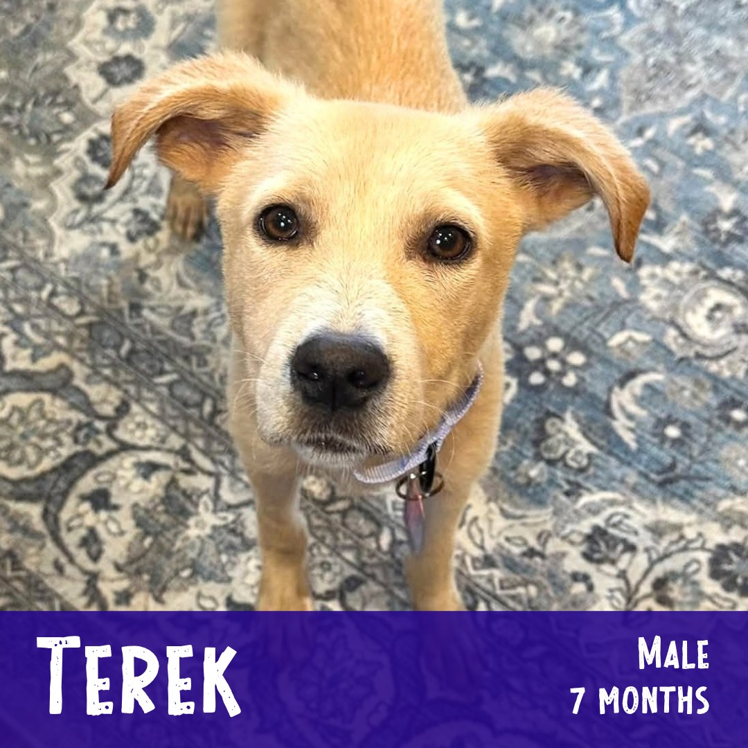 Adoptable Terek is an adorable, potty & crate trained 7 month-old that was found as a stray, emaciated and in rough shape. He was a an absolute doll for his emergent vetting to get him stable and the TLC time gaining weight and enjoying comforts with his southern foster; he never stopped being an appreciative little pup. He’s a total love-bug that adores affection and snuggles! Humans are his favorite thing, but he gets along with everyone, including other dogs and cats. He has fun with toys, but mostly when there is a human at the other end 🥰 He’d love a family that is around a lot and/or likes to take their pup(s) along on adventures – he really just wants to be your best friend and fur-baby!
Learn more about him and apply through the link in our bio...
.
#adoptablepuppy #rescuepuppy #rescuedismyfavoritebreed