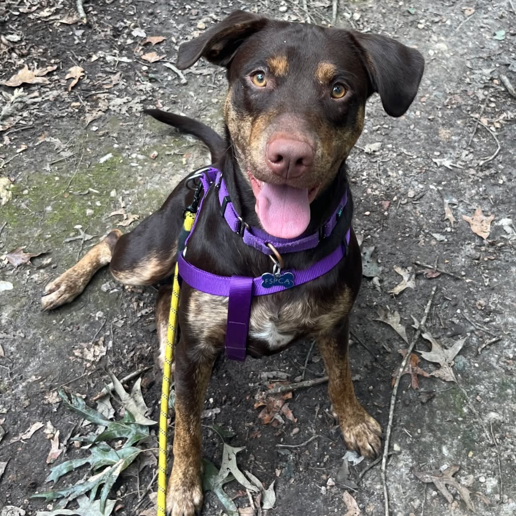 Meet Reba! Isn’t she just gorgeous? ✨
Reba is a young, sweet, and energetic girl who may be a little shy when first meeting new people. Give her a little time, patience, and lots of treats, and you’ll get to see the real Reba come out of her shell—a happy, loving girl who wants to be by your side and do just about anything with you! ❤️
Reba already knows sit and lay down, and she’s eager to keep learning! She previously lived with another dog and may enjoy having a canine companion to help show her the way!
With love, patience, and a little time to feel comfortable, Reba has all the makings of a wonderful best friend. If you’re looking for a fun, energetic, and loving companion, Reba may just be your girl! 🐾💕
#fspca #fluvannaspca #adorable #adoptdontshop #dogs