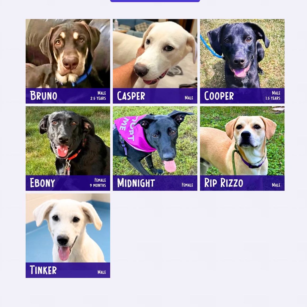 You can find our lovable and deserving Adoptables that are available through the link in our bio...
.
#adoptabledog #rescuedog #rescuedismyfavoritebreed