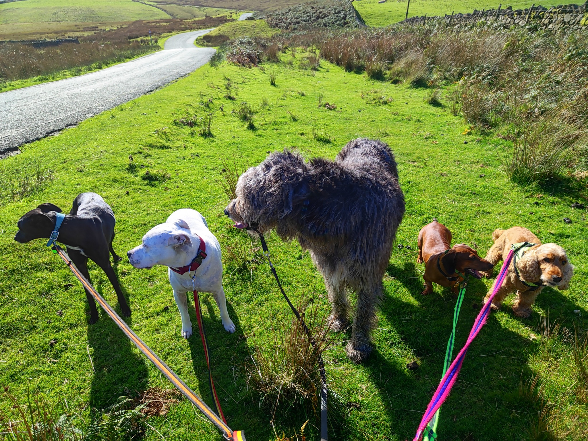 Loui, Meg, Tommy, Maverick and Bentley ๐