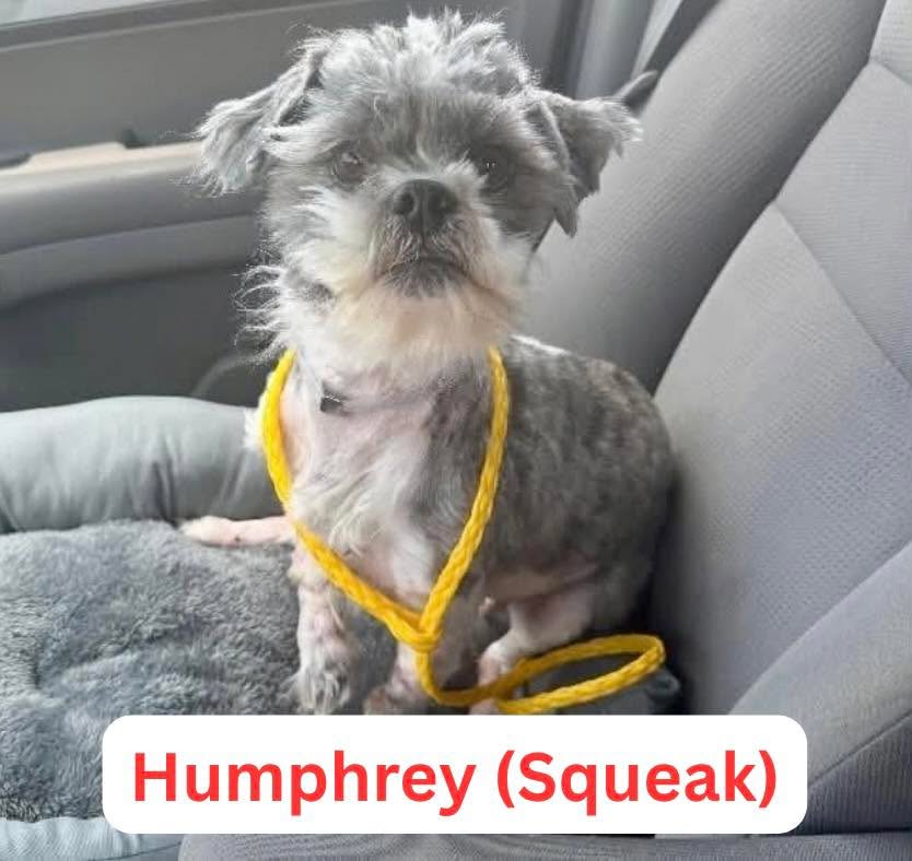 ✨ HAPPY TAILS ✨
🏠 Humphrey (Squeak): Rescued from severe neglect, he never made it to our adoptable page—his foster mom, Carly, knew he was the missing piece she’d been waiting 6 years for.
💼 Oscar (Shadow): Fresh off a shelter return, Oscar found a mom who lost her soul dog last year. He looks just like her past pup and even gets to go to work with her every single day!
🦴 Sandy: Pulled from a kill shelter with 24 hours to spare after being labeled "unadoptable." (Turns out she was just sore after losing 20 teeth to dental surgery!) Now fully healed and thriving in her forever home.
👦 Frank: Surrendered due to an unstable home, this 18-month-old doxie officially hit the jackpot today with two new human brothers to spoil him rotten.
💙 Badger Blue: Arrived needing urgent care for a facial abscess, skin issues, and hair loss. A lovely woman who’d been waiting patiently since July’s NEO picnic finally met her match—4th time’s the charm!
🫀 Joshua: Found as a stray with a life-threatening heart defect (PDA). Thanks to your donations, SGF funded his costly surgery—and today, he headed home fully healed!
🌸 Tilly: One of the brave survivors rescued from severe neglect in Metcalfe County, KY. After vet care and learning what safety feels like, she is now deeply loved in her forever home.
❤️ Fosters, adopters, donors—you make these second chances possible. Thank you!
#SophiaGraceFoundation #RescueDoxies #HappyTails #DachshundRescue #AdoptDontShop #RescueDogSuccess #DogRescue #sgfrescue