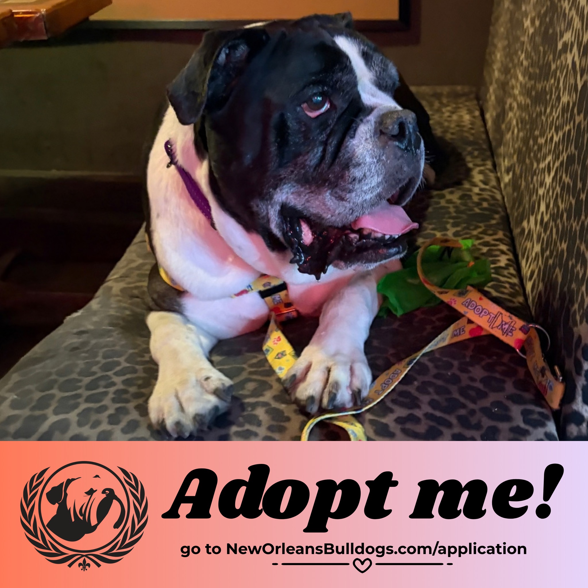 🍪✨ Meet Cookie! 🍪✨
Cookie is finally getting her second chance, and we think this sweet girl is going to make someone a very special companion! ❤️🐾
Cookie is an 8-year-old, approximately 70-pound Bulldog girl who found herself at an overcrowded local shelter. Thankfully, some very dedicated volunteers kept pulling for her, making sure her ending would be a happy one. 🐾❤️
Cookie has been a great gal in her foster home. She's a well adjusted lady who knows what she wants in life, and that includes treats, pets, and YOU. Cookie is:
✅ Dog-friendly
✅ Cat-friendly
✅ Kid-friendly
✅ Crate-trained
✅ House-trained
Our veterinarian will be evaluating a few masses she has. That assessment may include aspirating the masses to determine exactly what we’re dealing with and whether they need to be removed. We're optimistic that they're only cosmetic.
At 8 years old, Cookie is past the puppy stage and ready for someone who appreciates all the wonderful things that come with an adult bulldog. They come with established personalities, funny little routines, and plenty of endearing quirks. No guessing what kind of dog you’re getting after the puppy phase kicks in! Cookie is already a fully formed Bulldog Lady, and we suspect she’s got her own opinions about treats, nap schedules, and who you should be petting. (Answers: more, often, and her.) ❤️🍪
She has already been through the uncertainty of shelter life, and now we want her next chapter to be about comfort, companionship, and knowing she belongs. 🥹❤️
Could she belong with you? 🍪🐶
Interested in adopting Cookie? Apply to adopt Cookie via the Linktree in our Bio!
#AdoptCookie #BulldogRescue #RescueDog #SeniorDog #ForeverHomeWanted