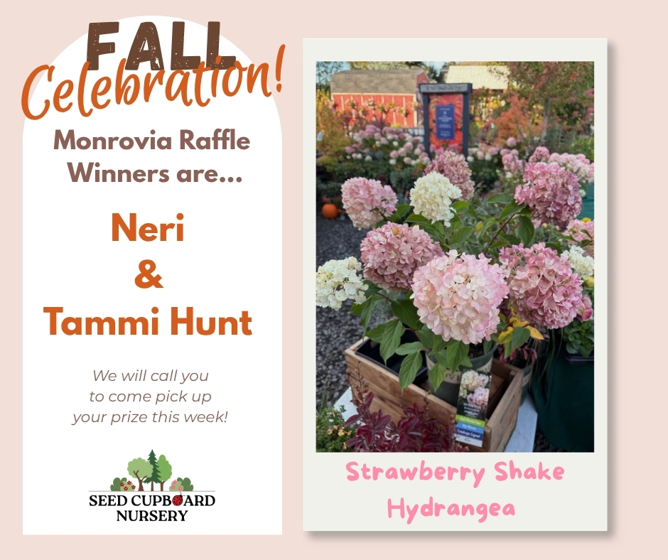Congrats to our @monroviaplants Hydrangea Raffle Winners from Saturday'sFall Festival! And get your Strawberry Shake on! ๐๐ธ