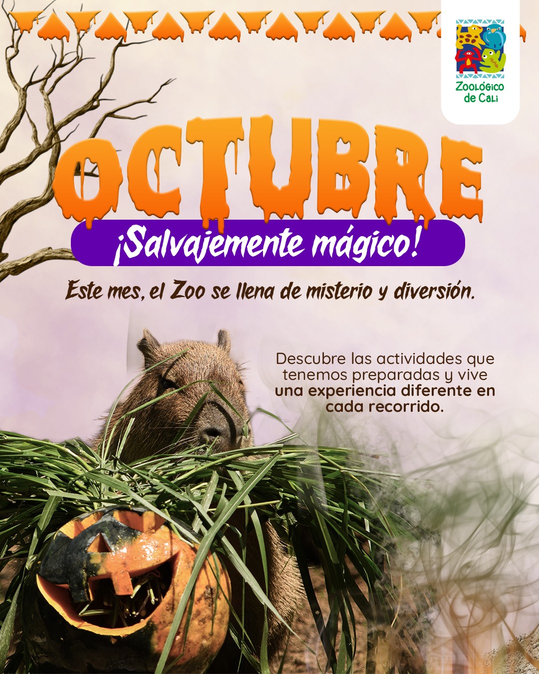 🦇✨ Llega un octubre salvajemente mágico al Zoo👻
Este mes tenemos actividades para disfrutar, aprender y vivir de cerca diferentes experiencias alrededor de la fauna y la vida silvestre.
Ven, recorre el Zoo y descubre todo lo que hemos preparado para ti. 🌿🐾
📅 Conoce nuestra agenda de octubre y planea tu visita.
#agendaoctubre #ZoológicoDeCali #cali #planesfamiliares