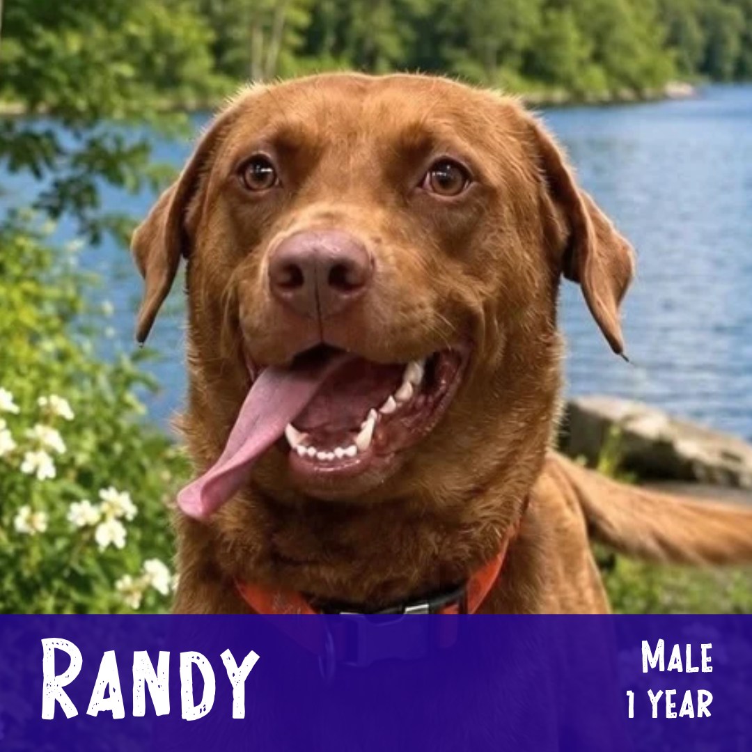 Adoptable Randy is a 1 year-old, easy-going, happy boy that is potty & crate trained, and doing well settling into his northern foster home. During his routine NELR vetting after the shelter, he was found to be heartworm-positive so he stayed down south a little longer to go through his treatment, but now he has completed his treatment, is feeling good, and is ready to find a loving forever home in VT, NH or ME. His foster describes him as a great family dog that is ready to fit right in. He’s good in the home, rides well in the car, and is great on leash. He’s a friendly boy that gets along with everyone, including dogs, kiddos, and dog-savvy cats (with slow intros and some monitoring as he’s still getting used to their different play styles). He’s ready to be your bestest little boy!
Learn more about him and apply through the link in our bio...
.
#adoptabledog #rescuedog #rescuedismyfavoritebreed