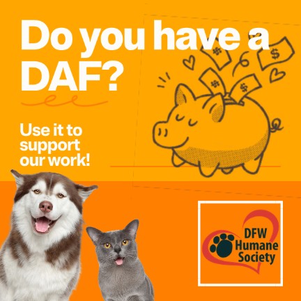 DAF Day is TOMORROW! 🐾 If you have a Donor-Advised Fund (DAF), October 8 is a great opportunity to put those charitable dollars to work for shelter pets at DFW Humane Society!!
Ready to participate? Learn more about DAF Day and how to make a gift: 🔗dafday.com/donors