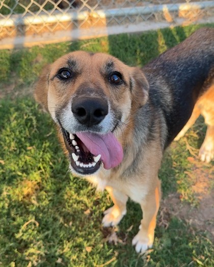 Ophelia (3 yr old German Shepherd mix) has been waiting since July 22, 2025 for her future family to find her, and we're still hoping the right person will see just how special she is. She's sweet, does well with other dogs, and would love to meet any potential canine siblings before heading home.
If you've been thinking about adding a dog to your family, come meet Ophelia. We think she's more than ready for the second chance she's been waiting for.
📧 Interested in adopting? Email: adopt@dfwhumane.com
📍 4140 Valley View Lane, Irving, TX 75038
🕐 Hours: Tues–Fri 11am–6pm | Sat 10am–5pm
