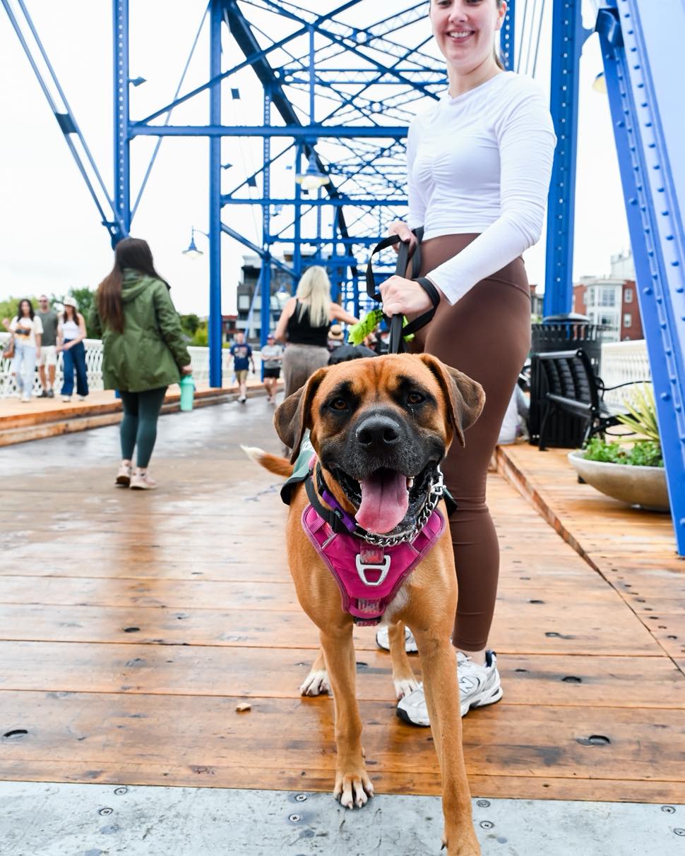 It was so amazing to be a part of the opening of Walnut Street bridge last weekend. Jean-Pierre, Cupid, Lucinda, Charlie, and Meeko were all part of the action and brought smiles to everyone around. Thank you to the volunteers and staff who took the time to get everyone out for this fun trip!