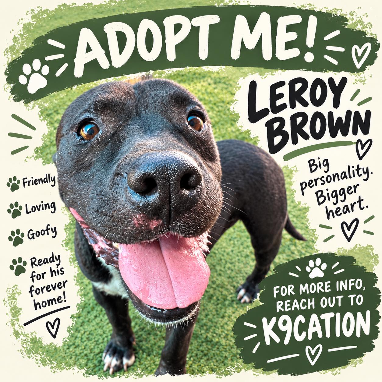 This sweet little 6.5 year old Staffy mix is ready for his forever home! Leroy Brown is well socialized with dogs, loves love, and can’t wait to meet you.
If you’re interested, please reach out to us at info@k9cation.com for more information!
#fosterdog #adoptme #staffylove #staffymix #cutedog
