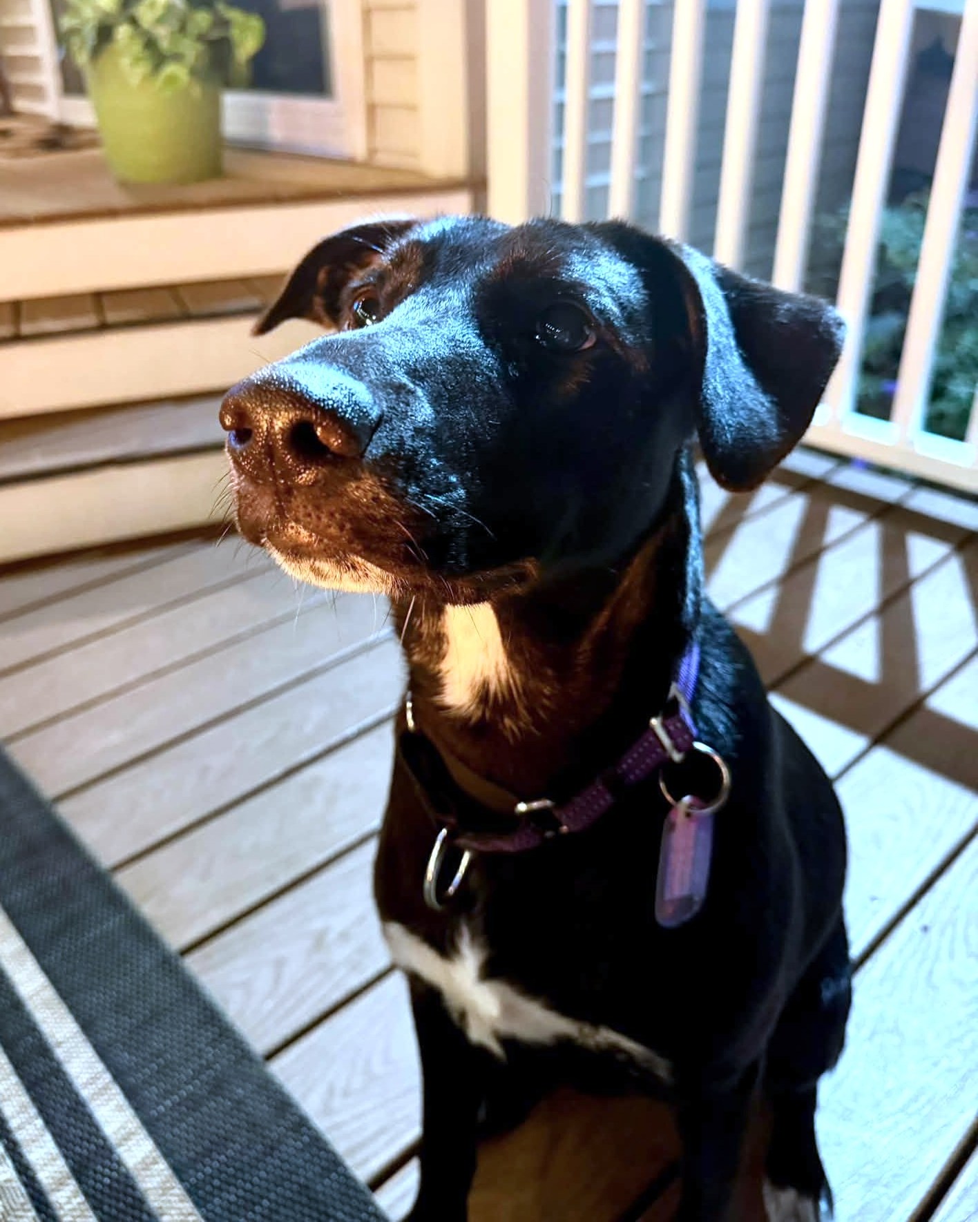 Here is Adoptable Midnight's review of her new, surprise Minion toy today 😄 How can you not love this sweet girl?!
Midnight is a lovely, 10 month-old, potty & crate trained girl that can't wait to have fun with you! She’s good with kiddos, does wonderfully with other dogs, and would be happy to join in as a dog sibling. Playing with toys (like Minions!) is great fun (obviously!), but she also really loves quality time with her favorite people, so having a family that is around more often than not and/or loves to bring their pup(s) on adventures would make her day. She’s ready to find her happily ever-after... and share it with you!!
Learn more about her and apply through the link in our bio...
.
#adoptabledog #rescuedog #rescuedismyfavoritebreed