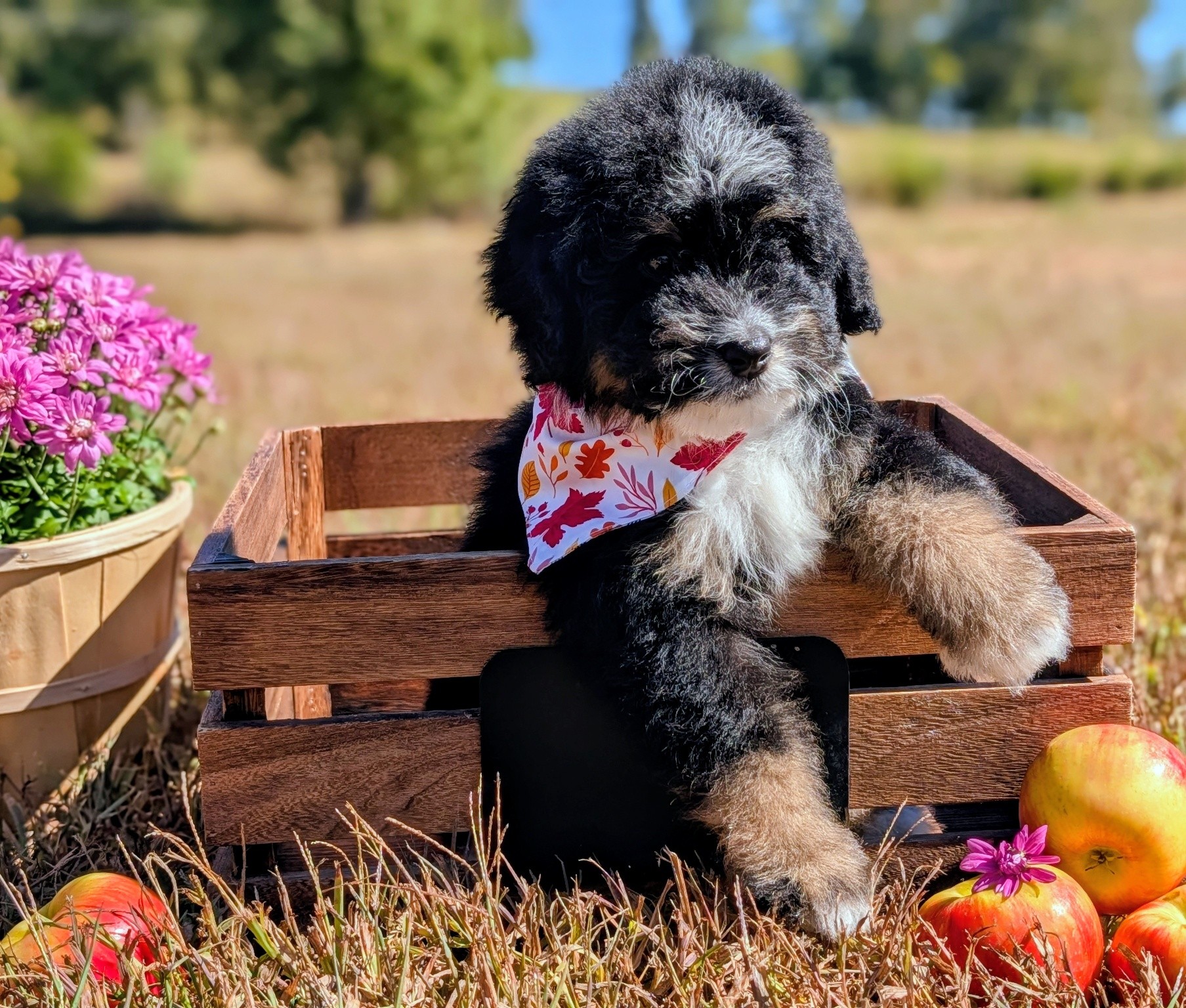 Josh wants to know why he's still not found his forever home?? He's as sweet as can be, loves to follow my children around all day and play and snuggle with them. He's estimated to be 35-40lbs and is almost 10 weeks old! 🥰 Please help us by sharing!
#doodles #doodlelove #puppyoftheday #bernedoodles #tribernedoodles #minibernedoodles