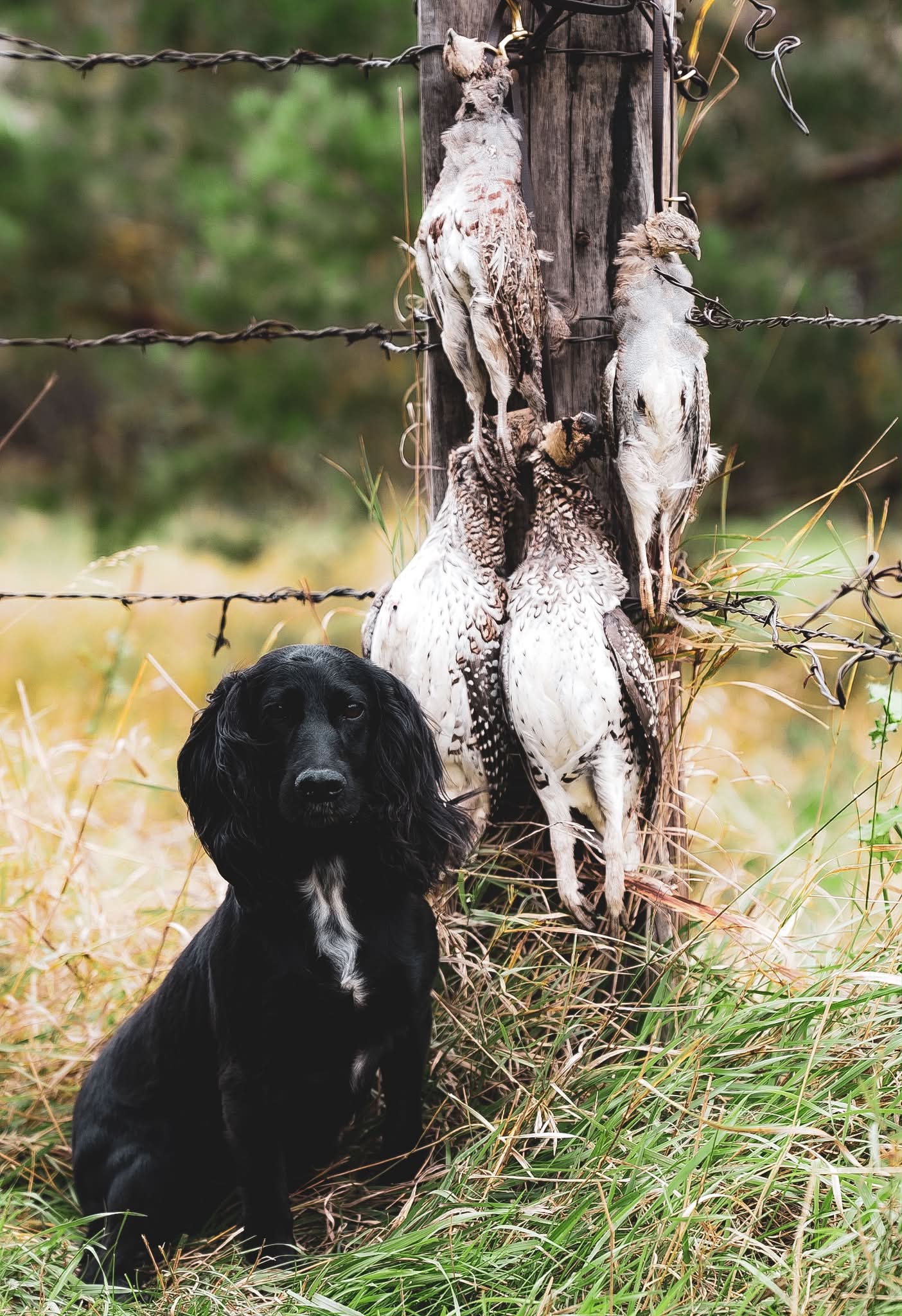 Heathcroft Kay OFTAW - Luna his hands down one of my favourite dogs to hunt over 🖤 she has grit, style and desire for days. She had a great time in North Dakota and we’re looking forward to getting her back into the grouse woods next week. 🪶
•
•
•
#legacykgundogs