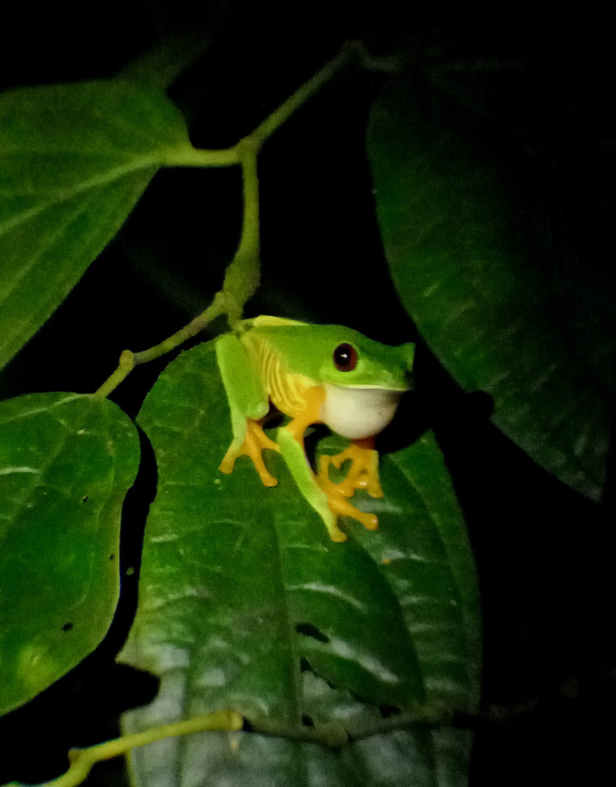 Night Hike Tour, October 8th, 2026 🇨🇷
FROGGIES EVERYWHERE! 🐸😂
We barely took a few steps before spotting these little guys all around us! Night hikes are full of surprises, and these tiny rainforest residents definitely stole the show.
Who knew the forest could be this busy after dark?
Pura Vida! 🇨🇷
#NightHike #FrogsOfCostaRica #CostaRicaWildlife #Rainforest #CostaRicaNature #PuraVida