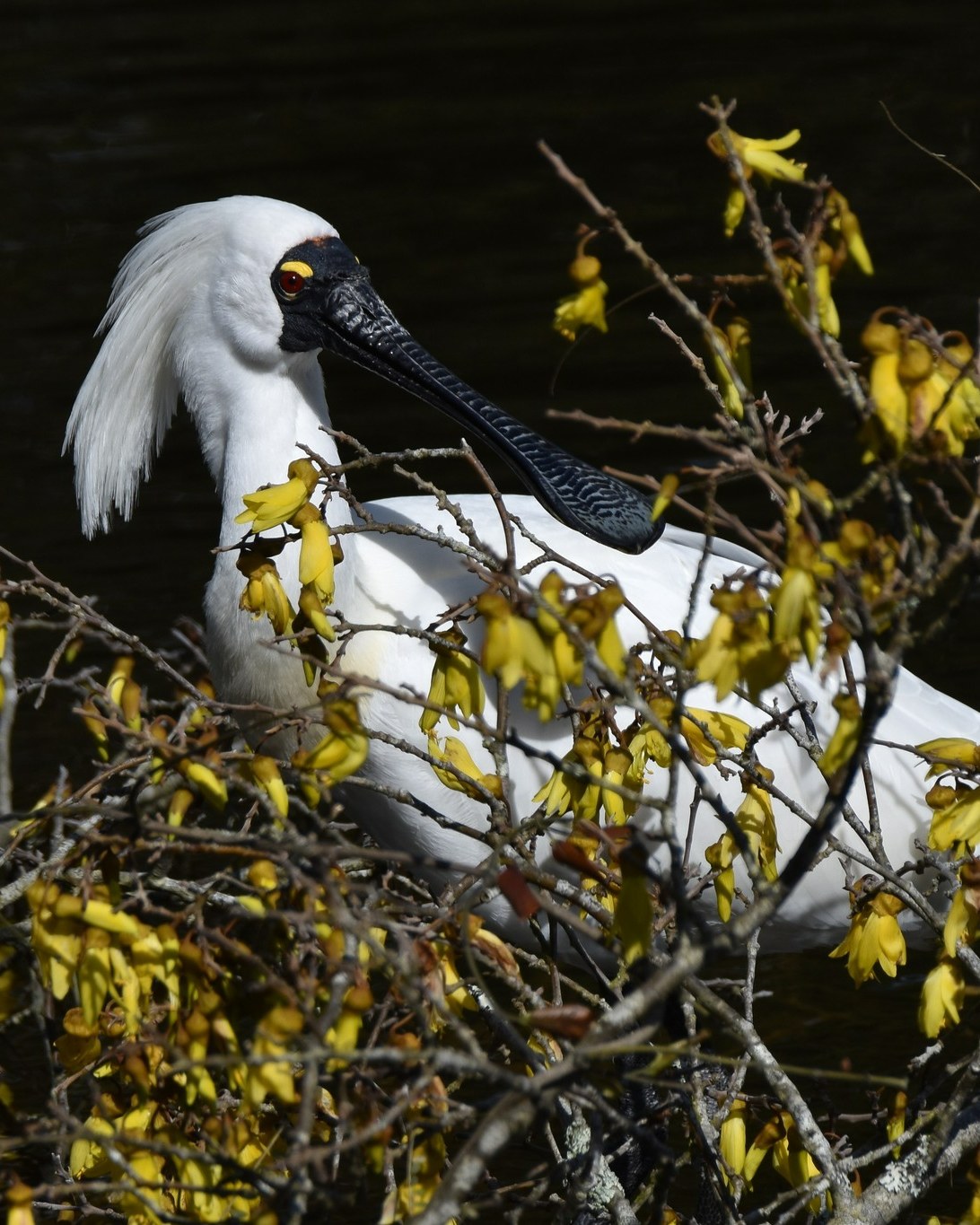 A fallen Kōwhai at the White Heron nesting site has quickly become a favourite perch for birds coming and going - including some very particular birds searching for the prettiest of sticks to build their nests 😊
📍Waitangiroto Nature Reserve - West Coast, South Island, NZ.
Daily tours from Whataroa.
#kōwhai #royalspoonbill #kōtuku #whiteheron #nzbirds #birdnz #newzealandbirds #birdwatching #birdlife #birdphotography #nestingseason #nznature #wildlifenz #naturetoursnz #whiteherontours #waitangirotonaturereserve #whataroa #westcoastnz #southislandnz