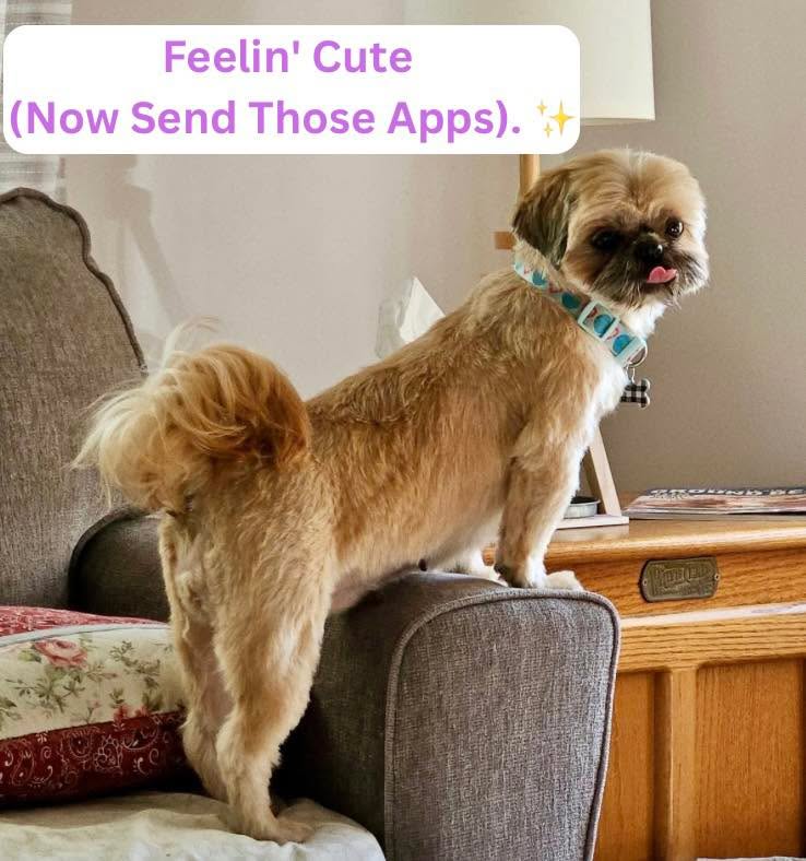 Spent 2 hours getting beautified just to end up on your feed. Don't make me delete this—put an application in! 💅🐾✨
Meet Molly! 👑 After years as a breeding dog, she’s officially in her glow-up era. She walked out of the groomer looking like a fluffy cloud and strutting like she owns the place! ☁️✂️
Here’s the scoop on this pampered princess:
💃 Food Prancer: She’s shy at first, but mealtime brings out her epic tippy-tap happy dance!
🪜 VIP Elevator Service: Up the kitchen steps? Mastered. Down? Nope! She politely waits for her personal escort.
🚙 Best Co-Pilot: Quiet road trip partner and settles like a dream in her crate.
🧸 Professional Cuddlebug: Lift her onto the couch and she instantly melts into your lap for nap time.
Her Dream Home:
🤫 Quiet, adult-only home with a secure fenced yard (loud noises spook her!).
🐶 Needs a calm, confident dog sibling to show her the ropes.
💕 Patient humans who’ll let her blossom at her own pace.
Quick Stats:
✅ Shih Tzu | 5.5 yrs | 15 lbs | Spayed
✅ Crate trained | House-training in progress
✅ Good with dogs & cats
📍 Massillon, OH
👉 Ready to give Molly her happily ever after?
🔗 https://www.sophiasgracefoundation.org/available-dogs/copy-of-jasper-1
#ShihTzuOfInstagram #RescueDog #AdoptDontShop #GlowUp #ShihTzuLove #FosterDog #DogAdoption #MassillonOH #RescueDogOfInstagram #sophiasgracefoundation #sgfrescue #smallbreedrescue