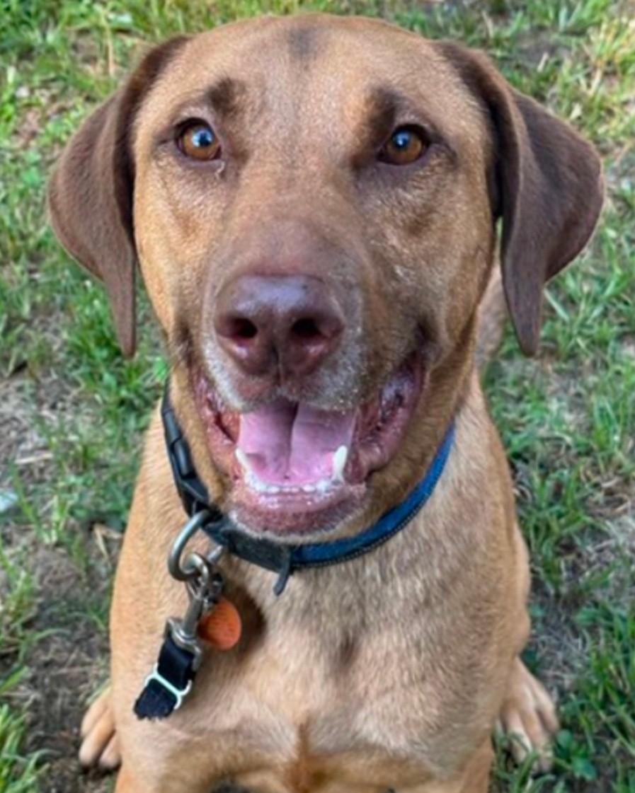 WYLIE
2.5-yr-old male
~ 91 lbs
Needs: Single-family home with physical fence; must be only dog in home
Good with: Kids 10+; unknown with cats
House trained: Yes
Crate trained: Yes
Status: Available. With a foster; needs a forever home
Working on: Gaining confidence, losing some puppy pounds
Enjoys: Healthy treats, feeling safe and settled
Wonderful Wylie is an affectionate young Lab just waiting for the right setting to shine. While a little unsure in new situations, he transforms into a sweet, goofy, fun-loving boy once he feels safe and secure. He likes to approach relationships at his own pace and needs time to settle into his environment before his social calendar fills up. Wylie will do best in a quiet neighborhood with minimal distractions and needs to be the only dog in the home.
Lab Rescue adopts dogs to VA, MD, DC, PA, WV, DE and NC with most dogs fostered in MD or VA. Complete an application at lab-rescue.org/adopt (please see link in bio).
#labrescuelrcp #nobetteroptionthanadoption