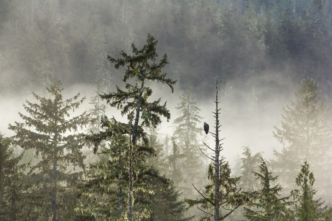 A bald eagle in the temperate rainforest. This image is a different view of the majestic eagle often seen close up with its talons outstretched. Here the eagle is small amongst the trees and mist.
When I first took this photo many years ago I didn't think much of it, but many others told me that they really loved it and it has become one of my best selling images.
#eagle #eagles #wildlifeonearth #wildlifelovers #wildlife #wildlifeplanet #wildlifephotography #wildlifephotographer #wildlifephoto #Eagles