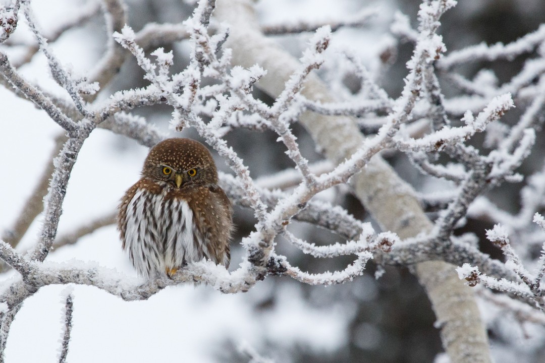 A Northern Pygmy Owl perched in a frosty tree. These rare owls are only a few inches tall! I've only seen them twice in my life. I was very lucky to capture this photo. Atlin, BC
#owl #owls #owlphotos #wildlife #wildlifephoto #wildlifeplanet #wildlifelovers #wildlifeonearth #wildlifeaddicts #wildlifephotography #wildlifephotographer #wildlifeconservation